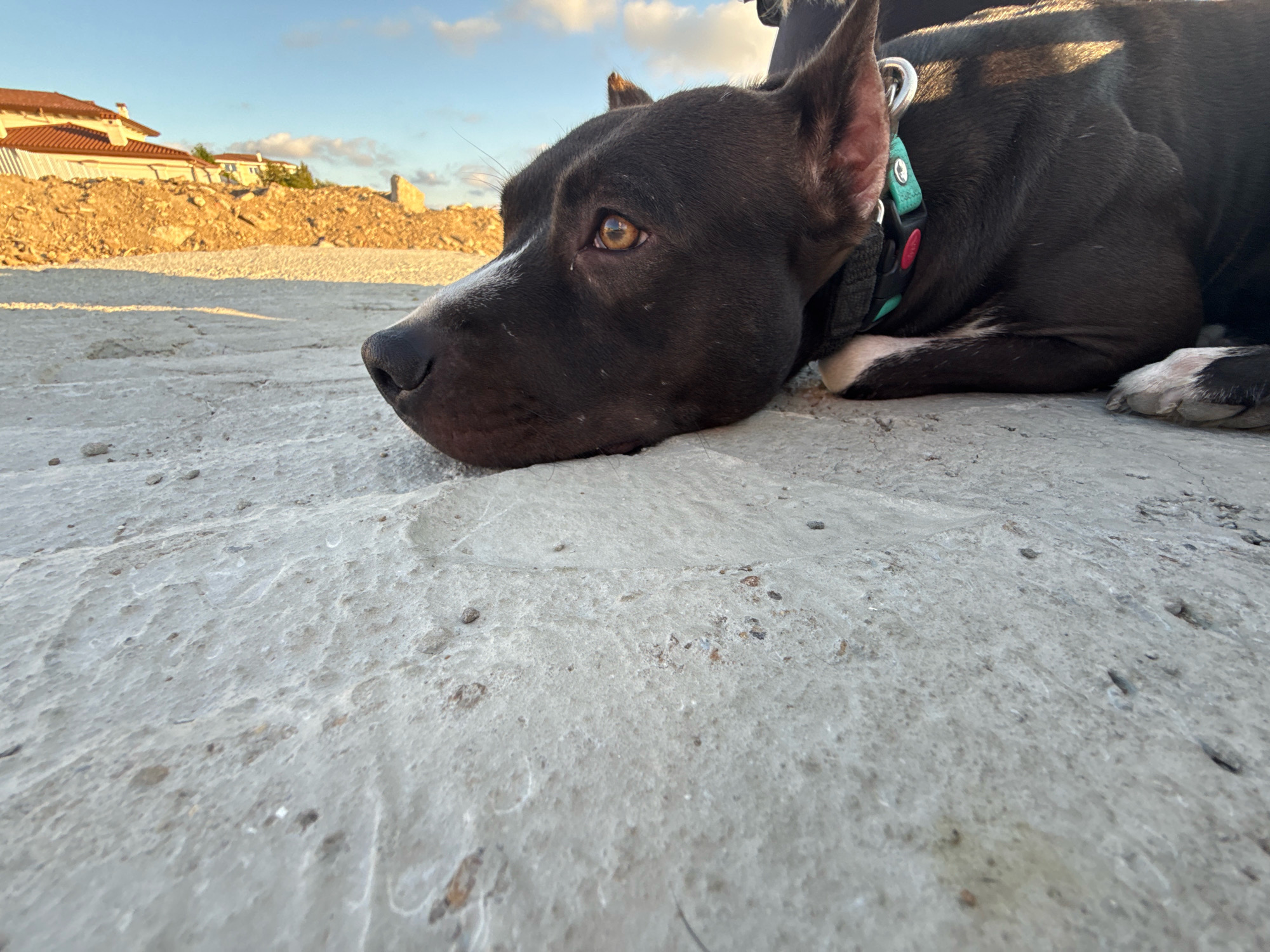 A dark-colored dog with a white blaze on its muzzle lies on a rough, textured concrete surface in Anapa, Russia. The dog is viewed from a low angle, with its head resting on the ground. The background shows a pile of rubble and a section of a building with a red tile roof under a clear blue sky with scattered clouds. The scene appears to be outdoors, possibly in a construction or demolition area. The dog is wearing a collar with green and red accents.