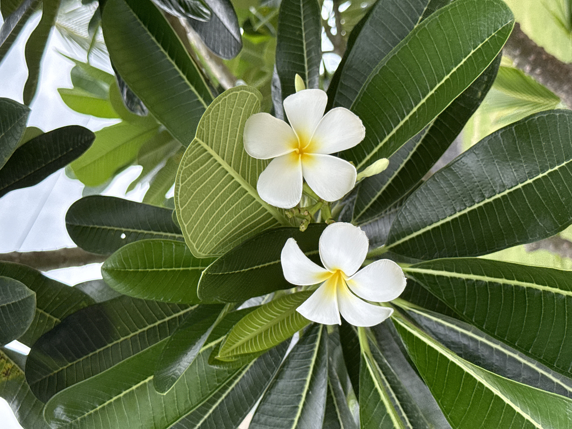 A close-up, eye-level shot shows two white plumeria flowers with yellow centers set against a backdrop of dark green, broad leaves. The flowers are delicate, with five petals each and a vibrant yellow core. The leaves are elongated, with prominent veins and a glossy texture. The lighting is diffused, suggesting an overcast day or shaded area. The background is softly blurred, with hints of lighter green foliage and a pale sky, indicative of an outdoor tropical environment. The image was captured in Cam Đức, Vietnam.
