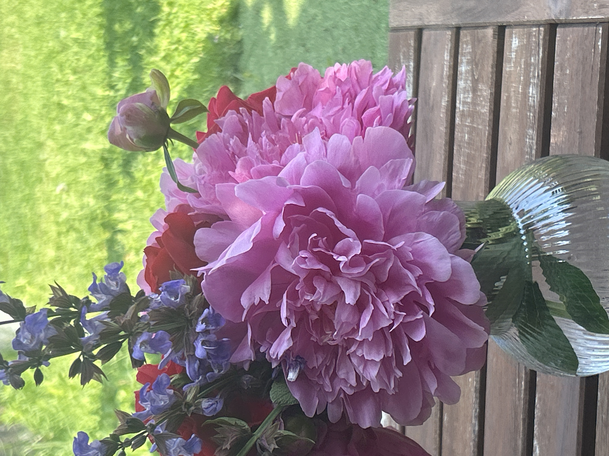 A bouquet of assorted flowers is presented in a clear, vertically ribbed glass vase, situated on a slatted wooden table. The bouquet is dominated by multiple large, fully bloomed pink peonies positioned in the foreground and mid-ground. Interspersed among the pink peonies are smaller, elongated clusters of blue-purple flowers, characteristic of Salvia, and glimpses of red flowers. A single, closed pink flower bud, with green sepals, is visible at the upper right side of the arrangement. Green stems and leaves are observable within the vase's water. The background consists of an out-of-focus, vibrant green expanse of grass, suggesting an outdoor garden or lawn setting under natural daylight. No individuals are present in the scene. The exact location is in the city of Unknown, Unknown.