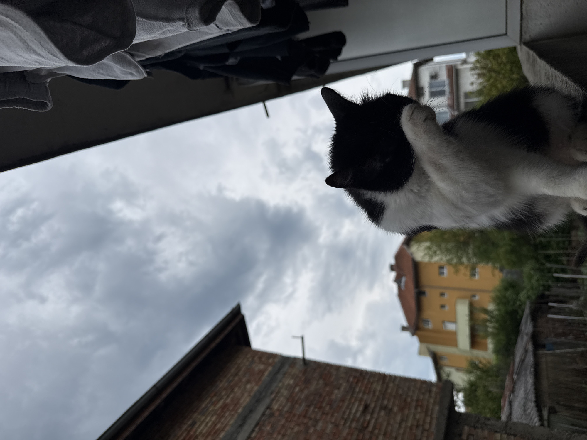 A black and white cat is sitting on a ledge, grooming its face with its paw. The cat is positioned in the foreground, obscuring much of its face. Behind the cat, a cloudy sky is visible, with a hint of buildings peeking through the overcast. To the left, a brick building with a dark roof is partially visible. To the right, laundry is hanging on a line, partially obscuring a white window frame. In the background, several residential buildings are visible, including a prominent yellow building with a red roof and smaller white buildings. The environment suggests an urban setting.