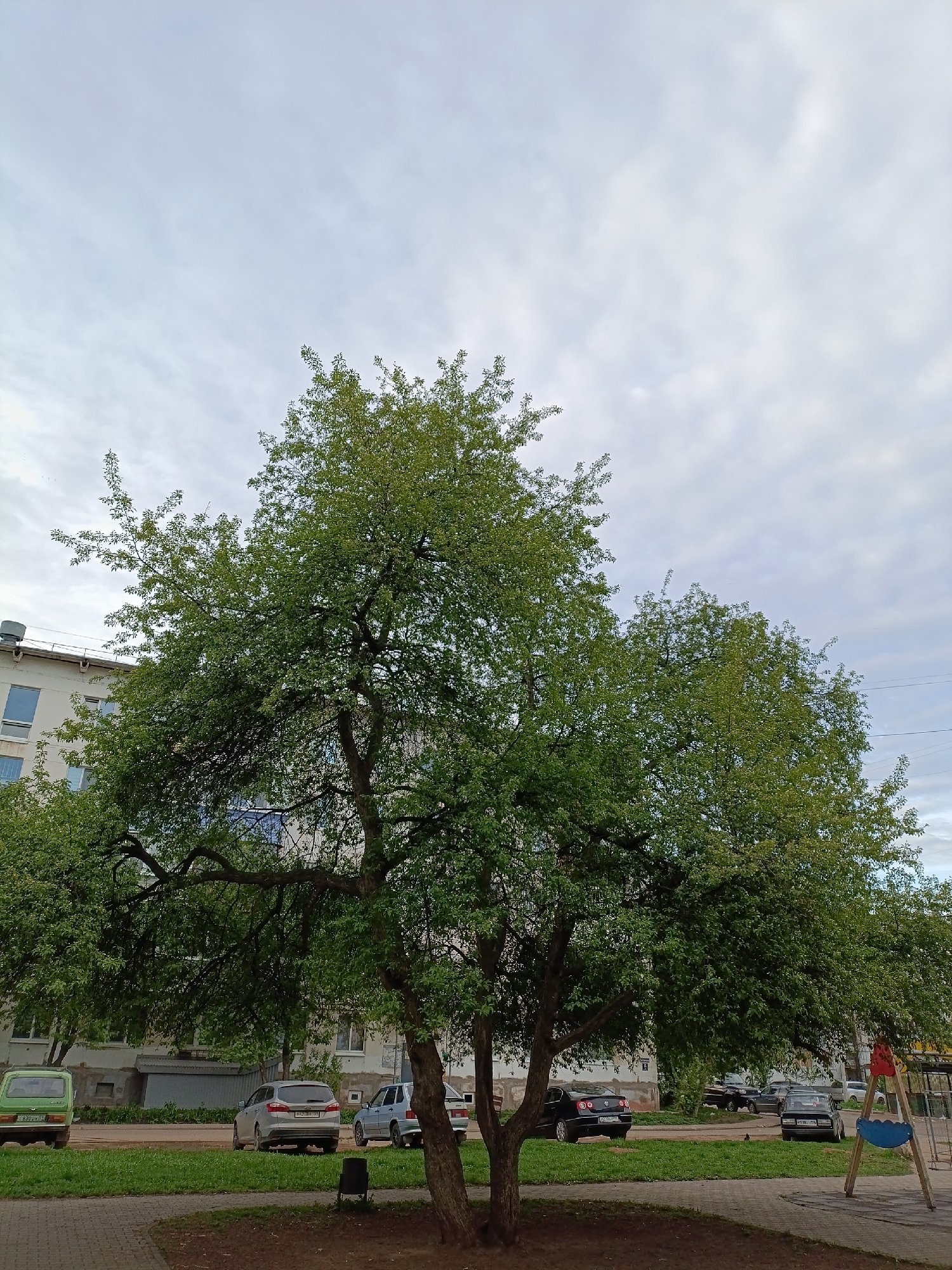 The image depicts a large, mature tree with green foliage in what appears to be a residential area. The tree dominates the foreground and center of the frame. The tree has multiple trunks and branches extending outwards, partially obscuring a multi-story building in the background. Several cars are parked along the edge of the green grass section, with a small playground visible on the right side of the frame. The sky is overcast. Given the context, this scene may be located in the city of Chaikovsky, Russia, within a residential yard or park area, containing trees, grass, and park infrastructure along with cars parked in parking spaces.