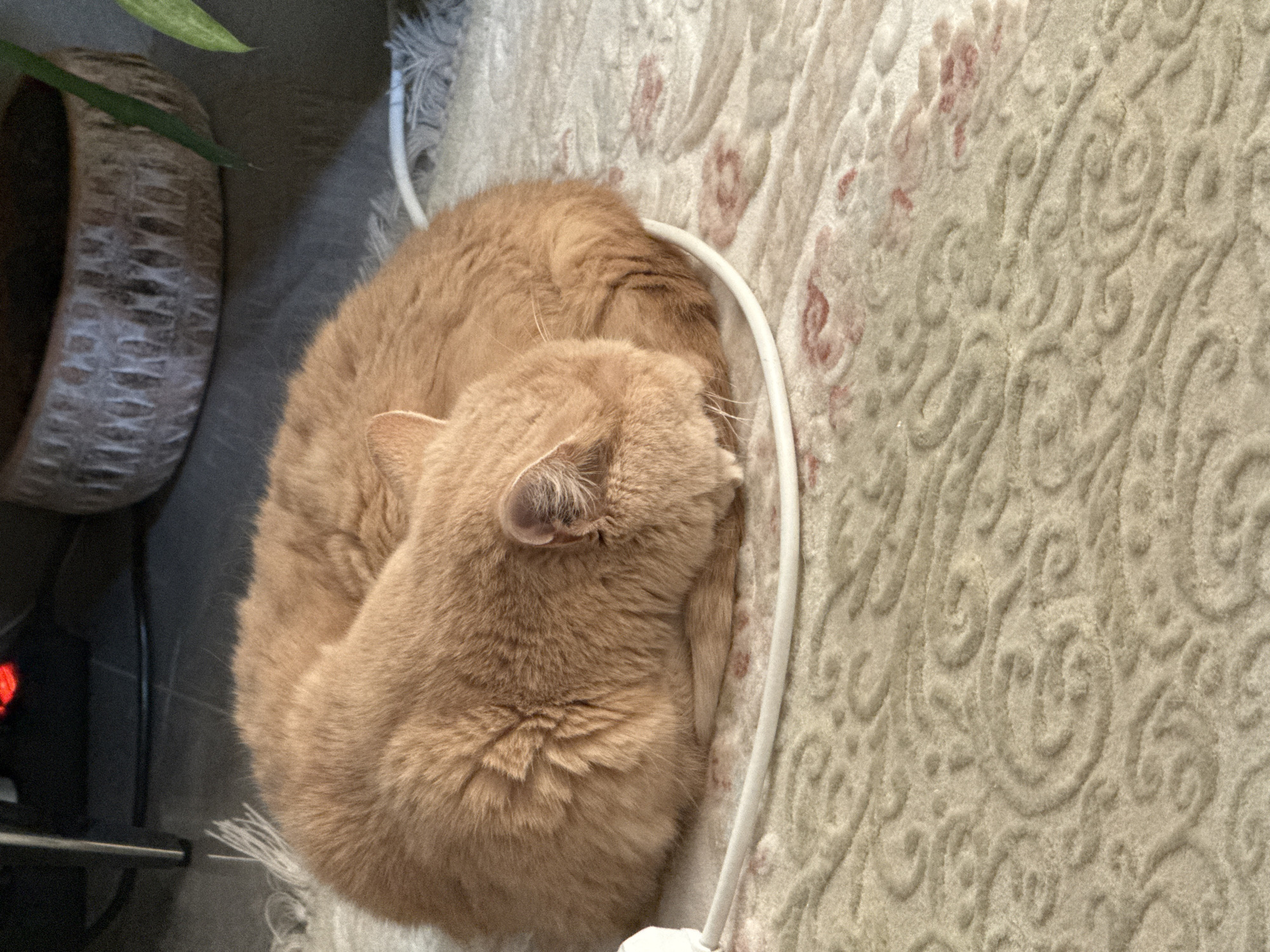 A ginger cat is curled up asleep on a patterned rug. The cat is facing away from the camera, with its head tucked into its body. A white cord snakes around the cat. To the left of the cat is a portion of a textured planter with a green leaf extending from it. The rug has a creamy background with a repeating pattern of swirls and possibly floral motifs in shades of beige and pink. The lighting suggests it is daytime, and the indoor setting is likely a home. No text is visible in the image. The cat appears relaxed and peaceful in its slumber.
