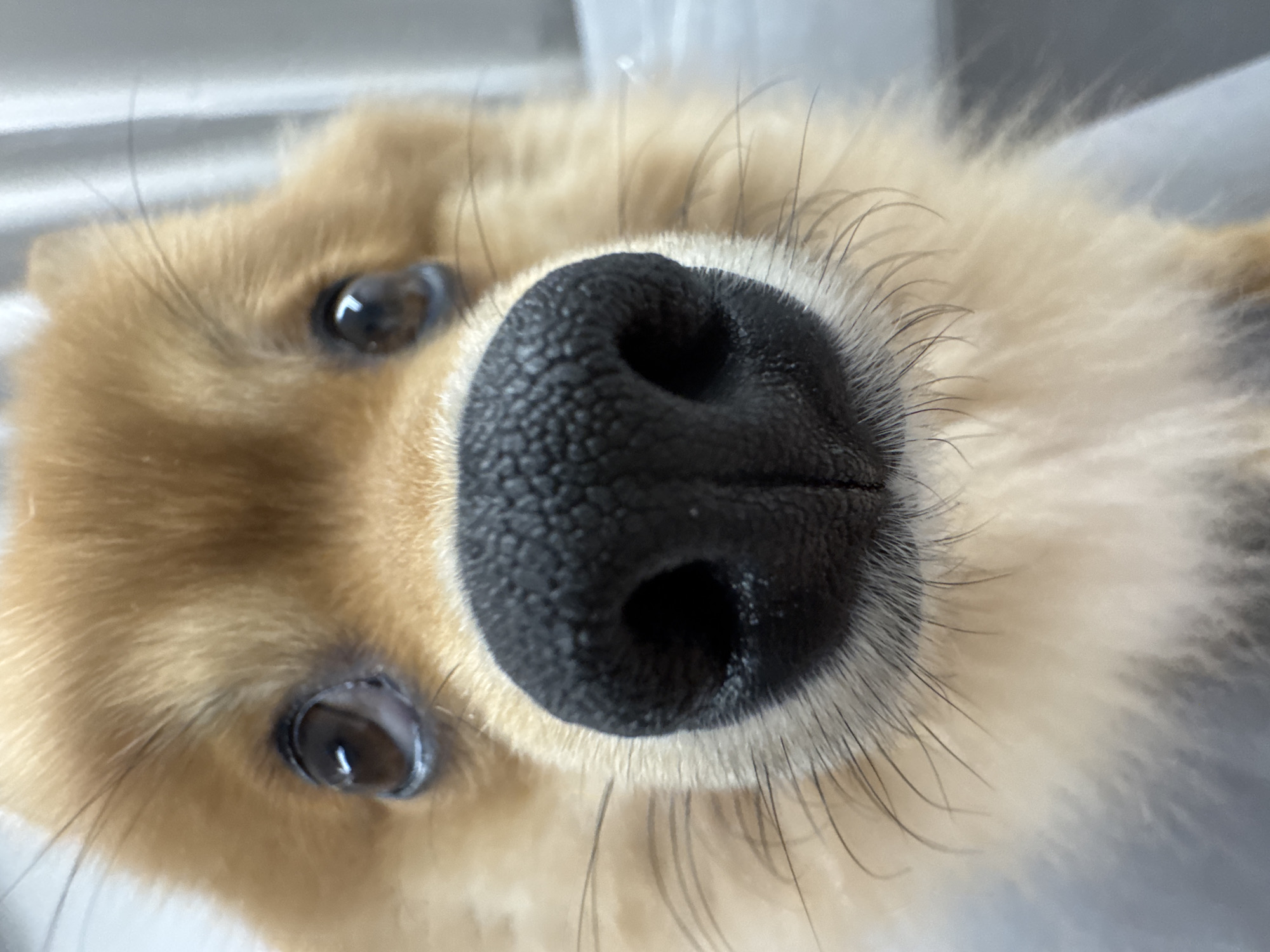 A close-up, eye-level frontal portrait shows the head of a small dog, likely a Pomeranian, with light brown and orange fur. The dog's large, moist, textured black nose is prominent and centered in the lower half of the frame. Dark brown eyes, reflecting light sources, are visible above the nose, looking slightly upwards and to the left. Long, thin whiskers extend from around the muzzle. The fur around the muzzle is lighter, transitioning to darker orange-brown over the forehead and ears. The background is uniformly out of focus, appearing as soft, light grey and white hues, indicating an indoor setting. There are no identifiable features within the image to determine a specific location within the city of Sofia, Bulgaria.