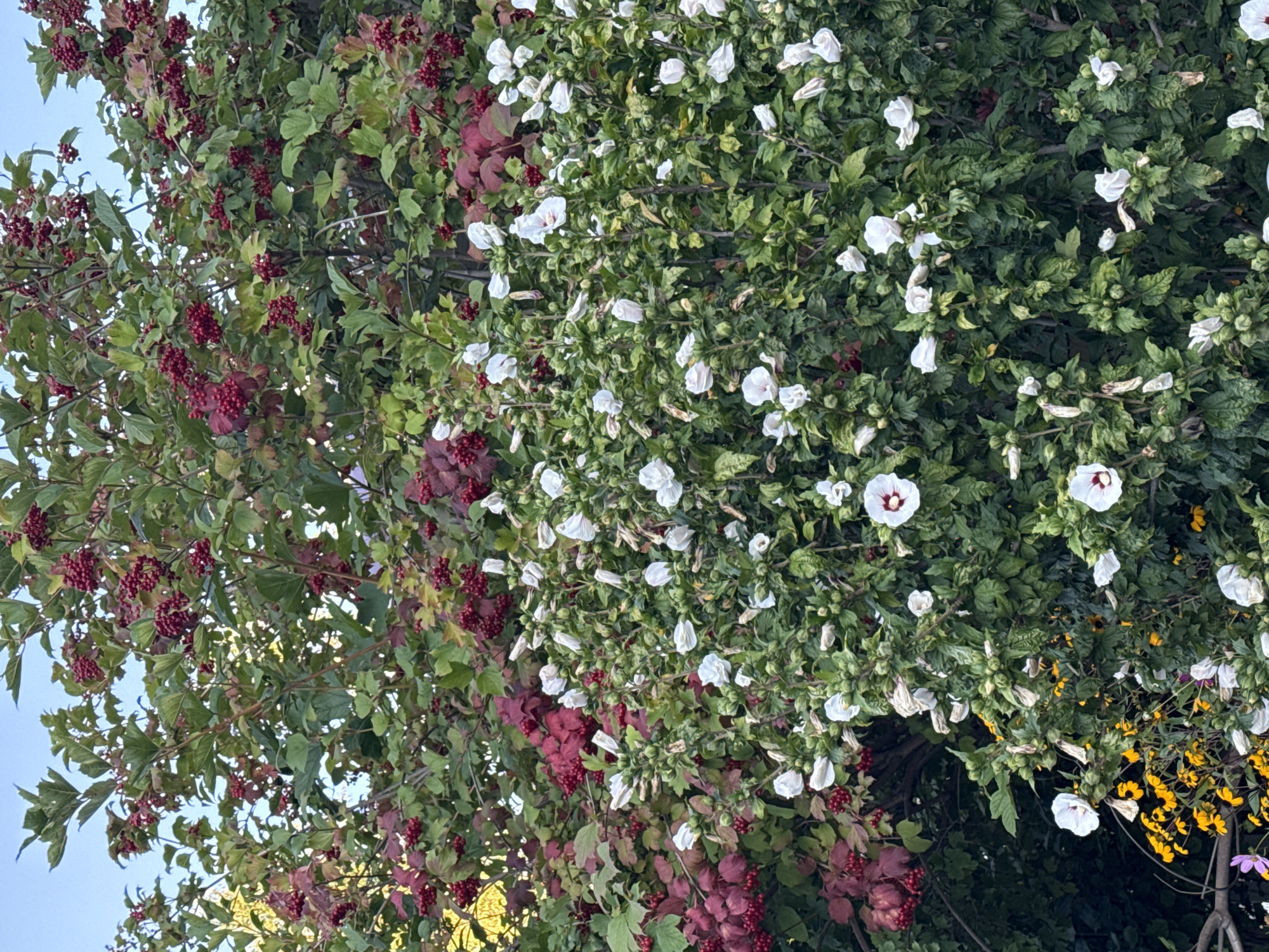 The image depicts a dense bush featuring both red berries and white flowers, set against a backdrop of green foliage and a clear blue sky. The red berries, clustered on branches, appear ripe and are interspersed with some deep red leaves, suggesting an autumn season. Below the berry-laden branches, a profusion of white flowers, some fully bloomed with visible stamens and pistils, and others in bud, are growing. These flowers have a central dark reddish-purple stigma. Some of the white flowers show signs of wilting or browning petals. In the lower left quadrant of the image, a scattering of small yellow flowers and a single purple flower are visible, adding touches of color to the scene. The overall impression is one of lush, natural growth. The scene is likely located in a garden or natural setting within the city of Sary-Oy, Kyrgyzstan, a region known for its natural beauty and diverse flora.
