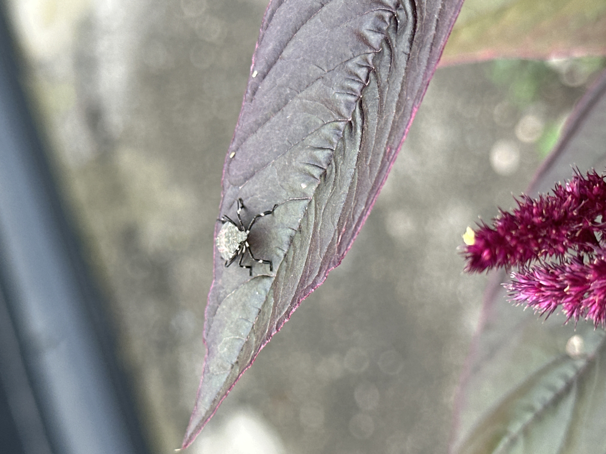 A close-up, eye-level, full shot captures a small, light-colored insect with black legs perched on the tip of a large, dark purple, veined leaf. The leaf is oriented diagonally from the bottom left to the top right of the frame. In the lower portion of the image, a fuzzy, bright pink flower with yellow tips emerges. The background is blurred, showing a greyish, mottled surface, possibly pavement or ground, with circular bokeh lights indicating out-of-focus light sources. The scene is set outdoors, in a natural or garden environment within the city of Yessentuki, Russia. There are no people or discernible human activity in the image.