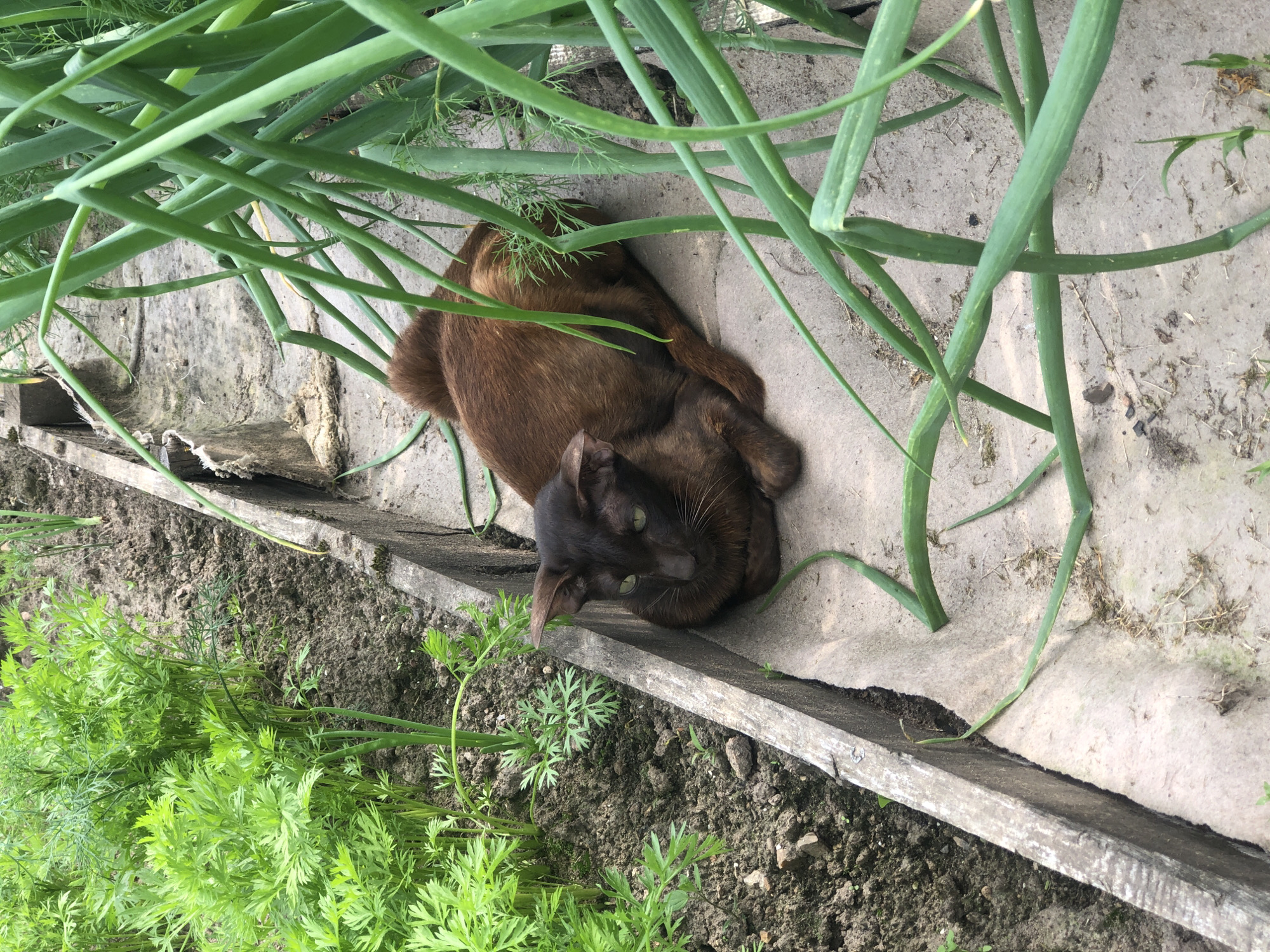 A short-haired, brown cat with green eyes is resting on a concrete path next to a garden bed. The garden bed contains rows of green carrots and what appear to be onions. The cat is curled up and facing to the left, with its head resting on its paws. The scene is outdoors, with natural light illuminating the area. The concrete path is worn and appears to be part of a garden or allotment in Zhukovo, Russia.