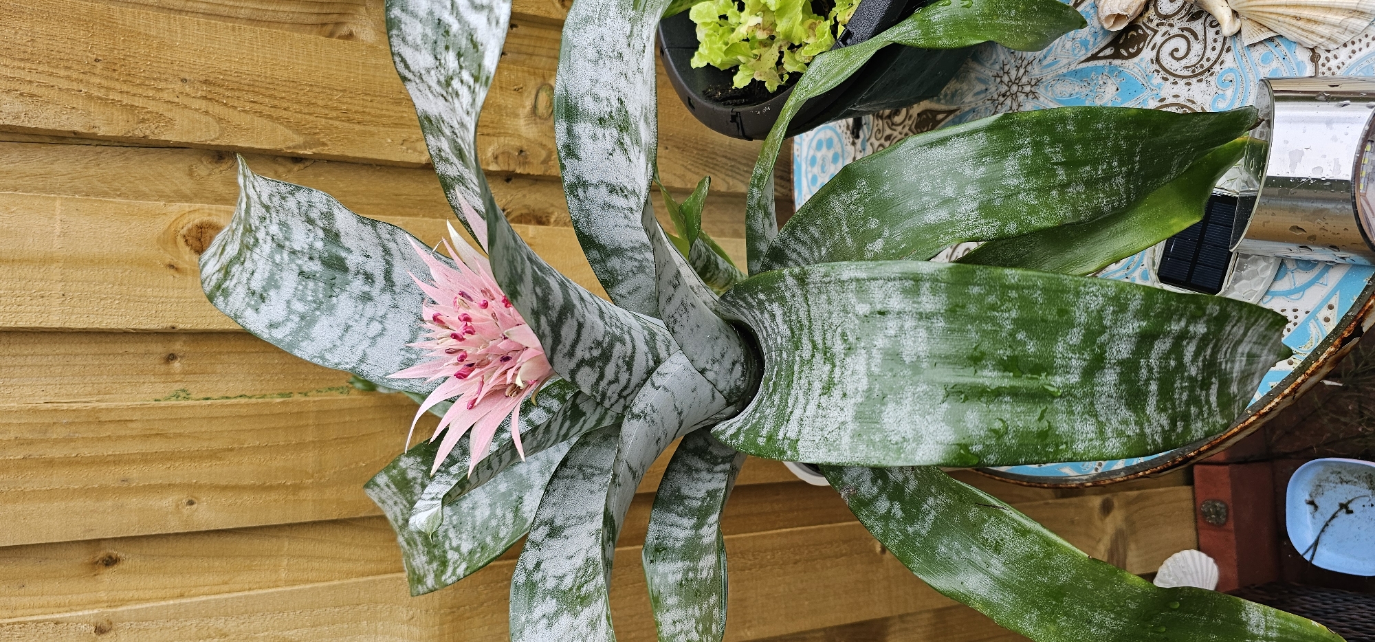 This is a vertical, medium shot of a Bromeliad plant in a pot, positioned outdoors in front of a wooden fence. The plant has large, strap-like leaves with variegated patterns of dark green and silvery-white. At the center of the plant, a bright pink inflorescence with small, pink, petal-like structures is visible. The leaves appear to be slightly wet, suggesting recent watering or rain.
The background consists of a light brown wooden fence made of vertical planks. To the right of the Bromeliad, a black plastic pot containing a smaller green plant, possibly lettuce, is visible. The Bromeliad is placed on a surface covered with a blue and white patterned cloth or tile. Various objects are scattered around the base of the plant and on the surface, including a small blue plastic container with some residue, a solar-powered garden light with a metallic casing, and seashells. The overall setting appears to be a garden or patio area. The image does not contain any individuals.