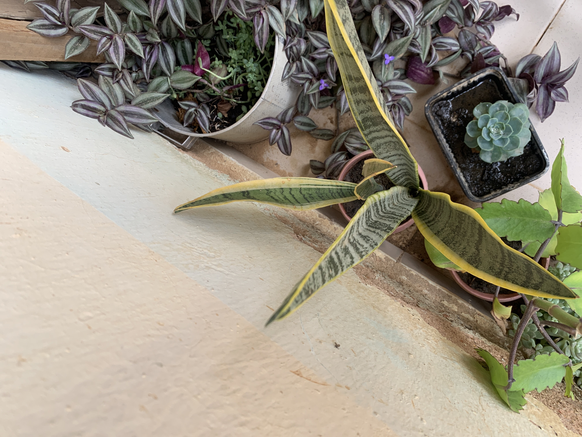 The image depicts a collection of potted plants, including a snake plant with yellow edges and zebra-like striping, a succulent, a Tradescantia zebrina with purple and silver striped leaves, and another plant with scalloped leaves. The pots are arranged on a surface with a beige, textured background, possibly a windowsill or balcony. The image does not provide any information about the location being Farin Yashe, Nigeria, or include any people, actions, or interactions.