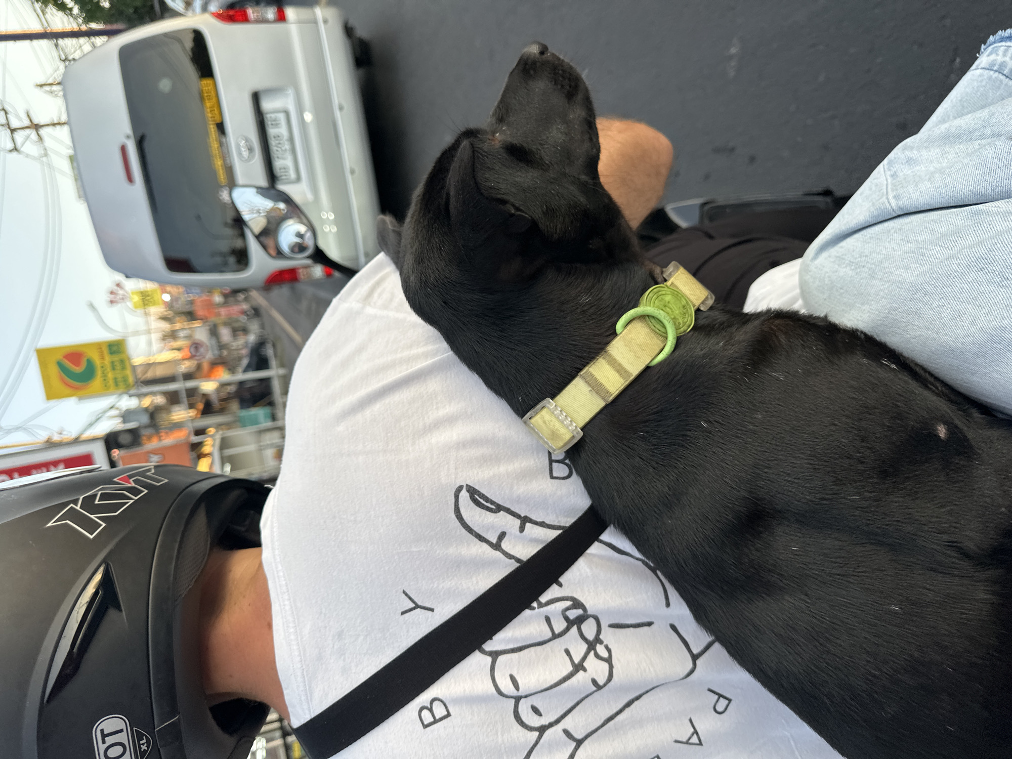 An overhead, medium shot captures a black dog being held by a person riding a scooter on a street in Kuta Selatan, Indonesia. The person is wearing a white t-shirt with a graphic of hands making the shaka sign, a black helmet, and jeans. The dog has a light green collar and is facing towards the right of the frame. In the background, a silver van is visible, along with traffic lights and buildings. The sky is clear and bright. The camera is positioned close to the person and dog, with the rest of the environment slightly blurred.