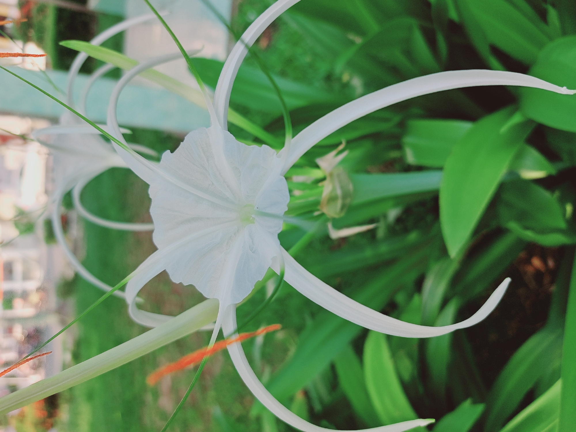 A close-up, eye-level, vertical shot captures a white spider lily blooming in what appears to be a garden or park setting. The flower's delicate white petals, with thin, thread-like stamen, are prominently displayed in the center of the frame. Green foliage surrounds the bloom, creating a soft, out-of-focus background. Hints of orange stamen are visible on the upper left side of the flower. The image is likely taken in Nunukan, Indonesia, given the context.