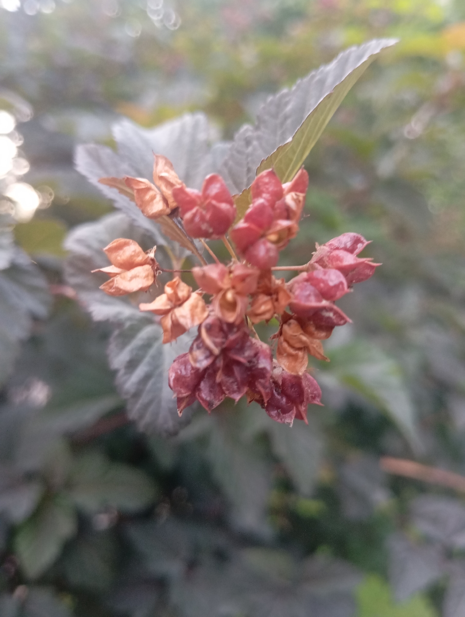 The image shows a close-up of a cluster of dried, reddish-brown flower seed pods on a stem, set against a blurred background of foliage and soft bokeh lights. The dominant subject is the seed pods, which are small, bulbous, and have a papery texture. Some of the pods appear to be open, revealing inner structures. The surrounding leaves are a muted grey-green, with a slightly velvety texture. The lighting suggests an outdoor setting, possibly a garden or park, with some sunlight filtering through. The image is taken from a low angle, focusing on the delicate details of the seed pods. There is no indication of the specific location within Almaty, Kazakhstan, as the scene is generic to natural environments.