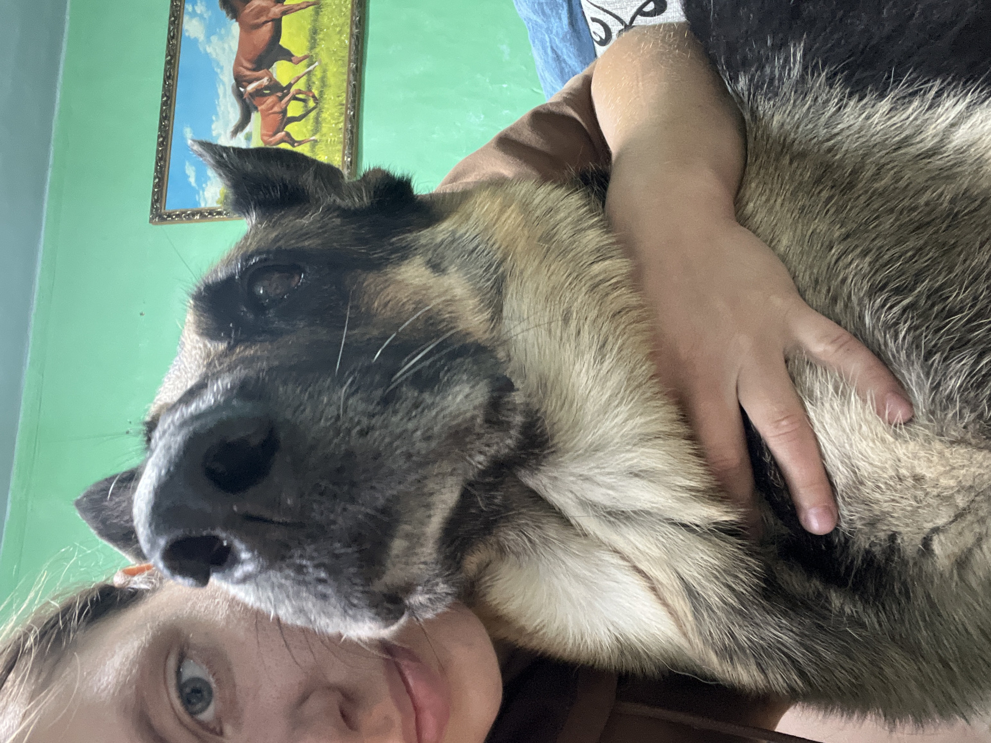 In this close-up, personal photograph taken in a room in Nizhny Tagil, Russia, a young person is embracing a German Shepherd dog. The person, whose face is partially visible on the left side of the frame, is holding the dog tightly, with their arms wrapped around its body. The dog’s head is close to the person’s face, and its large nose is prominently featured, taking up a significant portion of the image. The dog’s fur is a mix of tan, black, and grey, with a thick ruff around its neck. In the background, a bright green wall is visible, adorned with a framed painting of horses. The painting, with its vibrant colors and depiction of horses in a field under a blue sky, adds a touch of pastoral scenery to the otherwise indoor setting. The overall impression is one of affection and closeness between the person and their canine companion.