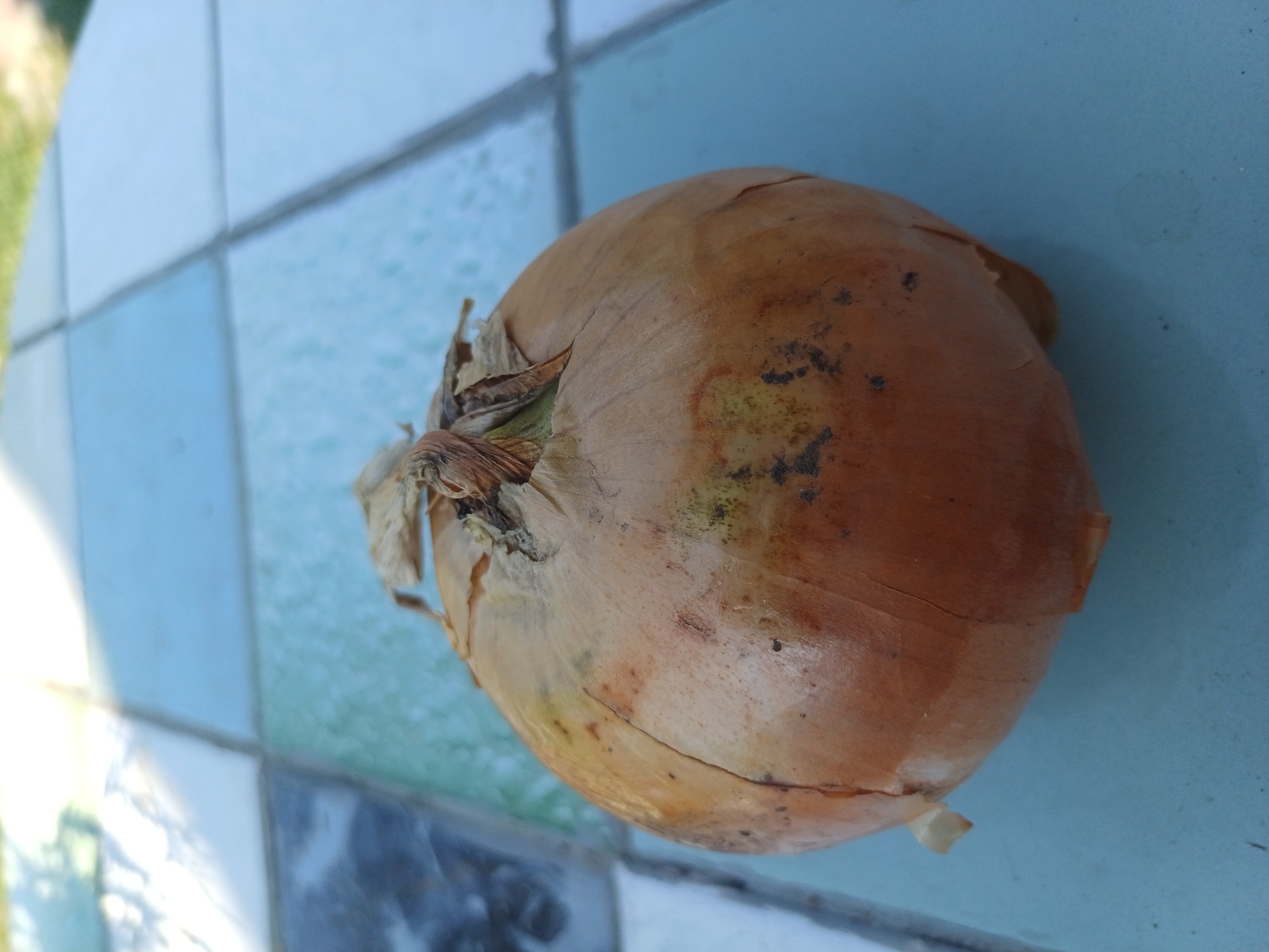 A close-up, eye-level, outdoor, slightly blurry photograph shows a single yellow onion resting on a tiled surface. The onion is round with a light brown skin and a dried, fibrous top. Some dark blemishes are visible on the onion's surface. The tiled surface is composed of square tiles in various shades of blue, white, and green. Sunlight casts shadows on the surface. The background is out of focus and appears to be a grassy area. This scene is located in Sulymivka, Ukraine.