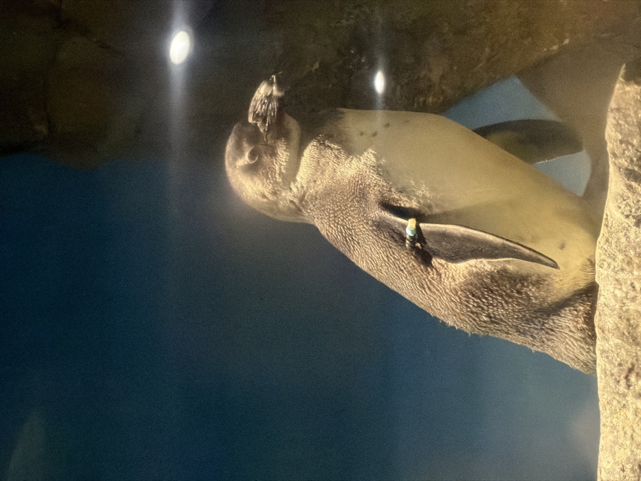 A penguin swims underwater. Its sleek head is turned slightly toward the viewer. A small, dark bird perches on its head. The penguin has smooth, light-colored feathers on its underbelly and darker, textured feathers on its head and neck. A small, cylindrical tag is attached to its flipper. The scene is illuminated with bright light, reflecting off the water's surface. Rocks and dark blue water frame the penguin.