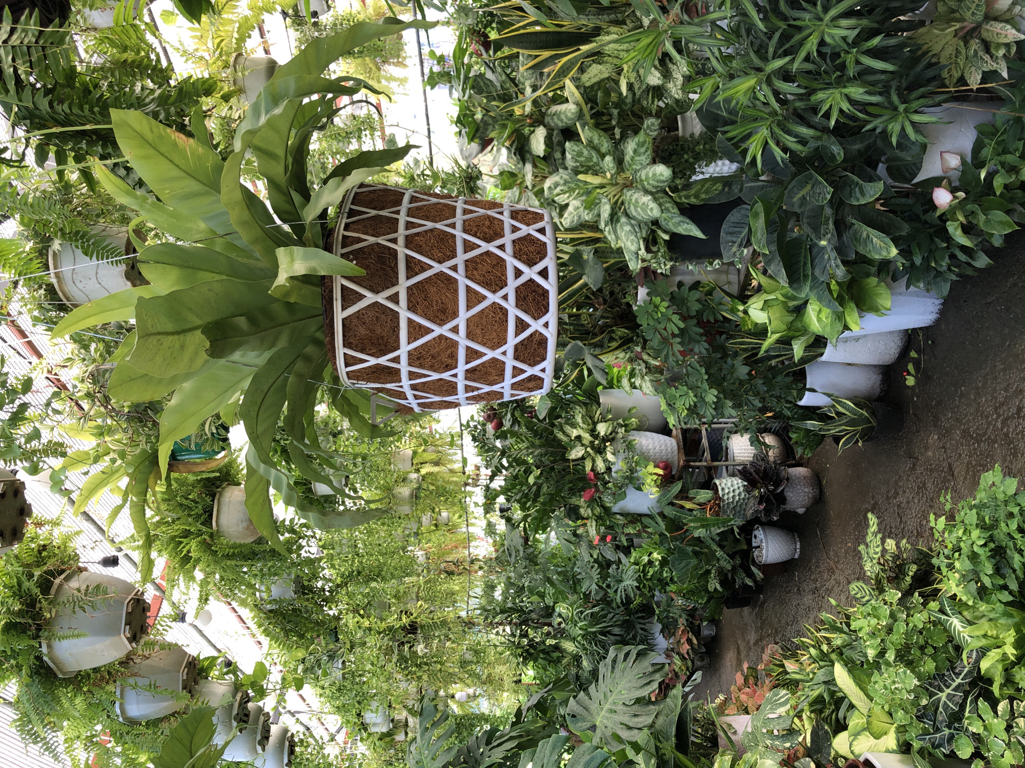 The image shows a well-lit indoor plant nursery, likely a greenhouse, filled with a diverse collection of potted plants. Various species of ferns, large-leafed tropical plants, and smaller foliage plants are displayed, many hanging from the ceiling or arranged on the floor and shelves. The scene is lush and green, with a wide variety of textures and shades of leaves. The floor appears to be a wet, dark surface, suggesting recent watering. The ceiling is covered with a translucent material, possibly for light diffusion. There are no people visible in the image. The overall impression is one of a vibrant and abundant plant market. Given the typical climate and common horticultural practices in such regions, this scene could plausibly be located in Đà Nẵng, Vietnam, where indoor plant nurseries are popular for their extensive offerings of greenery.