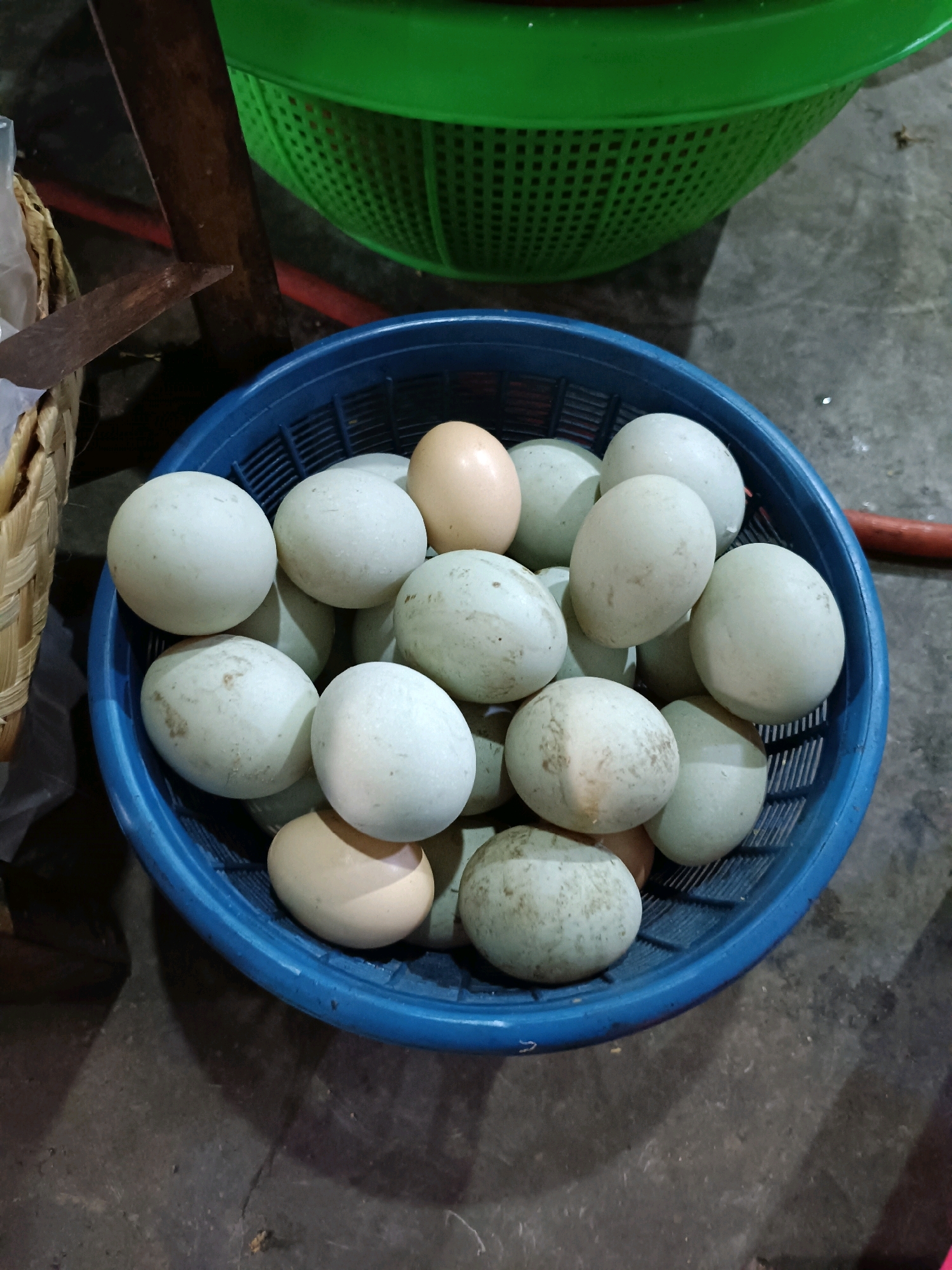 A high-angle medium shot shows a blue plastic basket filled with a collection of light-colored eggs, likely duck eggs, on a rough, grey concrete surface. The eggs are varied in shade from pale white to a light beige, and some exhibit a subtle greyish or greenish hue. A few have small, darker specks on their shells.
Behind the blue basket, a large green plastic colander or basket, also containing eggs, is partially visible. To the left of the blue basket, a woven straw basket and a weathered, rusty metal knife are positioned. The background consists of a dark, indeterminate surface, possibly a floor or ground, with some texture and debris. A wooden post, stained dark brown, is visible to the upper left of the blue basket. The overall impression is of a rural or market setting, perhaps in Maguwoharjo, Indonesia, where eggs are being stored or displayed. There are no people or discernible activity in the image.