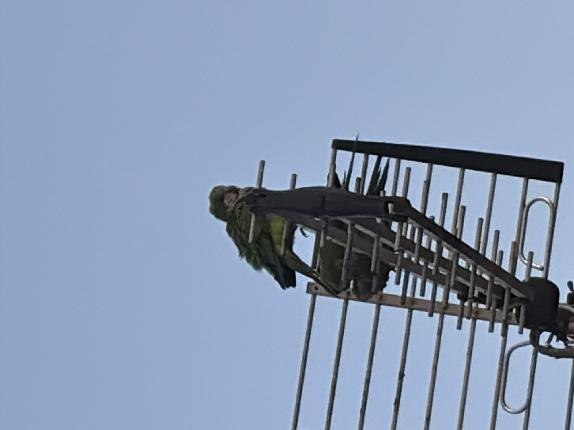 Two green parrots are perched on the antenna of a building in Torrevieja, Spain. The parrots are positioned on the top of the antenna, with one bird facing away from the camera and the other facing towards it. The sky is clear and blue, with no clouds visible. The antenna is a metallic structure with multiple horizontal rods, typical of an outdoor television antenna. The image is captured from a low angle, looking up at the birds and the antenna.