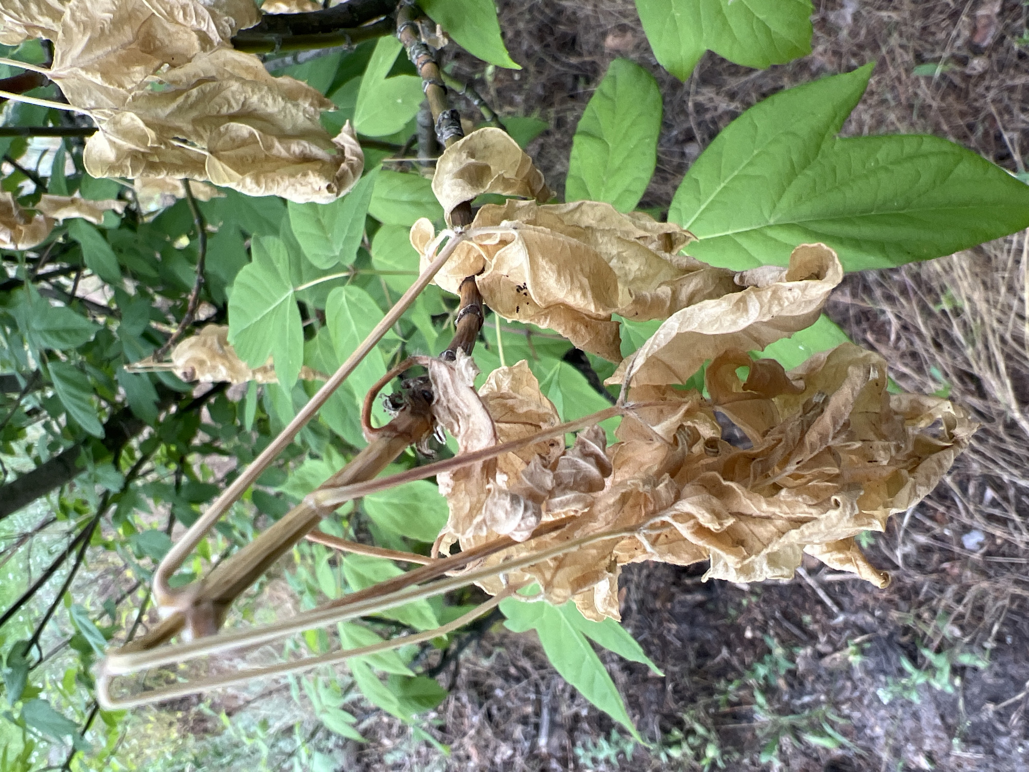 This is a close-up, eye-level, outdoor photograph of a plant. The main subjects are dried, brown leaves and stems in the foreground, contrasted with vibrant green leaves in the midground and background. The dried leaves are curled and brittle, suggesting they are no longer alive. Thin, light brown stems also appear dry and woody. These are juxtaposed against lush, green leaves that are larger and appear healthy. The background consists of the ground, covered in dry leaves, twigs, and some sparse green foliage.
The scene appears to be natural, possibly a garden or a wild area. There are no people or animals visible. The lighting suggests it is daytime, with diffused light, possibly indicating an overcast sky or shade. There are no obvious cues about the specific time of day or weather conditions beyond it being daylight. The overall impression is one of natural decay and new growth occurring simultaneously. No text is visible in the image.
