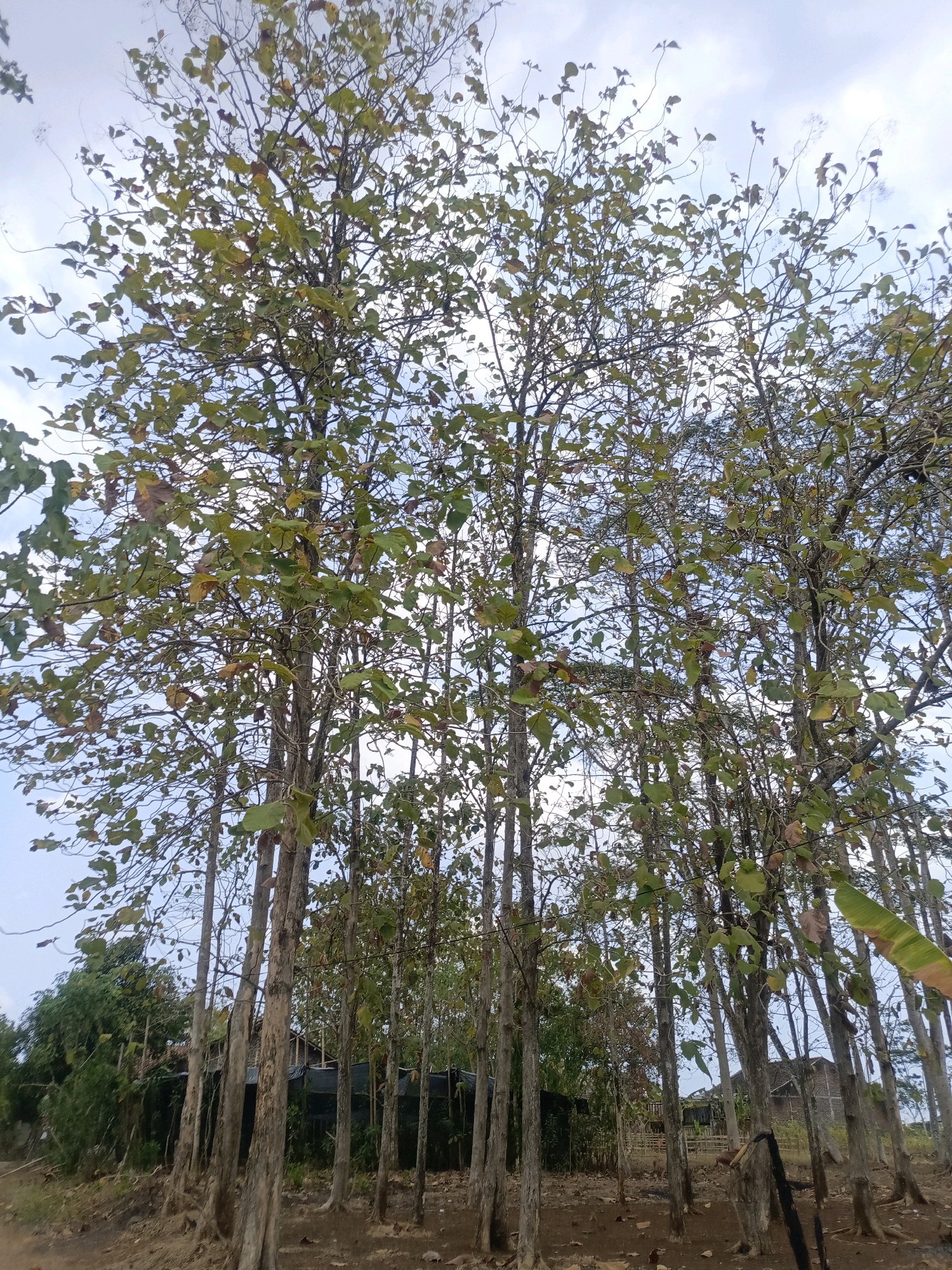 The image depicts a cluster of trees with sparse foliage, some leaves showing autumnal colors, against a cloudy sky. The trees are tall and slender with rough, light-brown bark. The ground beneath the trees is covered in dry leaves and dirt. In the background, there are glimpses of buildings with dark roofing and some green vegetation. The overall impression is of a rural or semi-rural setting. The image is undated and no specific time of day is discernible. The location is identified as Karangkedawung, Indonesia.