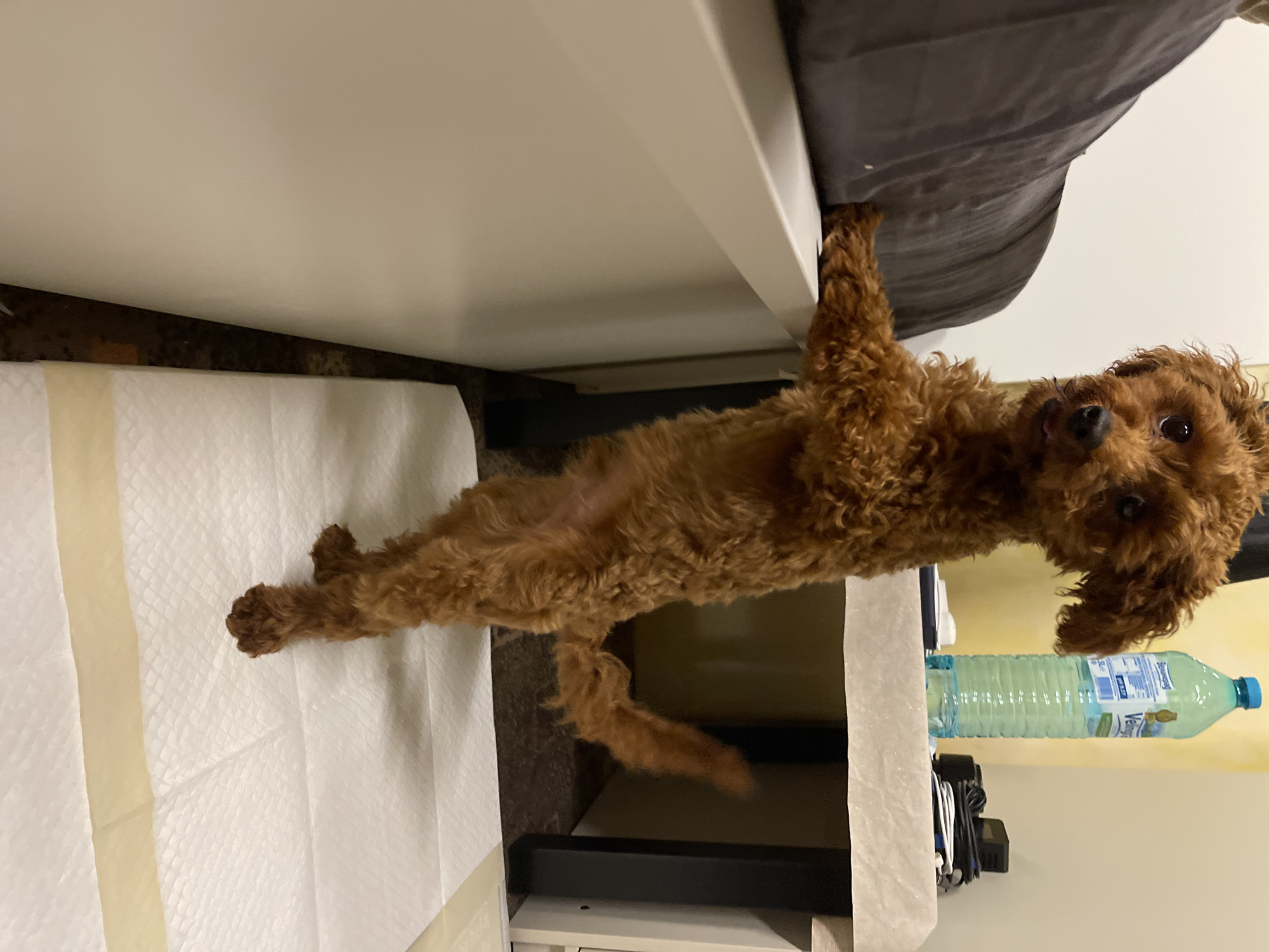 A brown poodle is lying on its back on a white absorbent pad next to a white bedside table. One of its front paws is touching a dark gray bed skirt. A water bottle and some electronic devices are visible on the table. The location cannot be determined from this image.