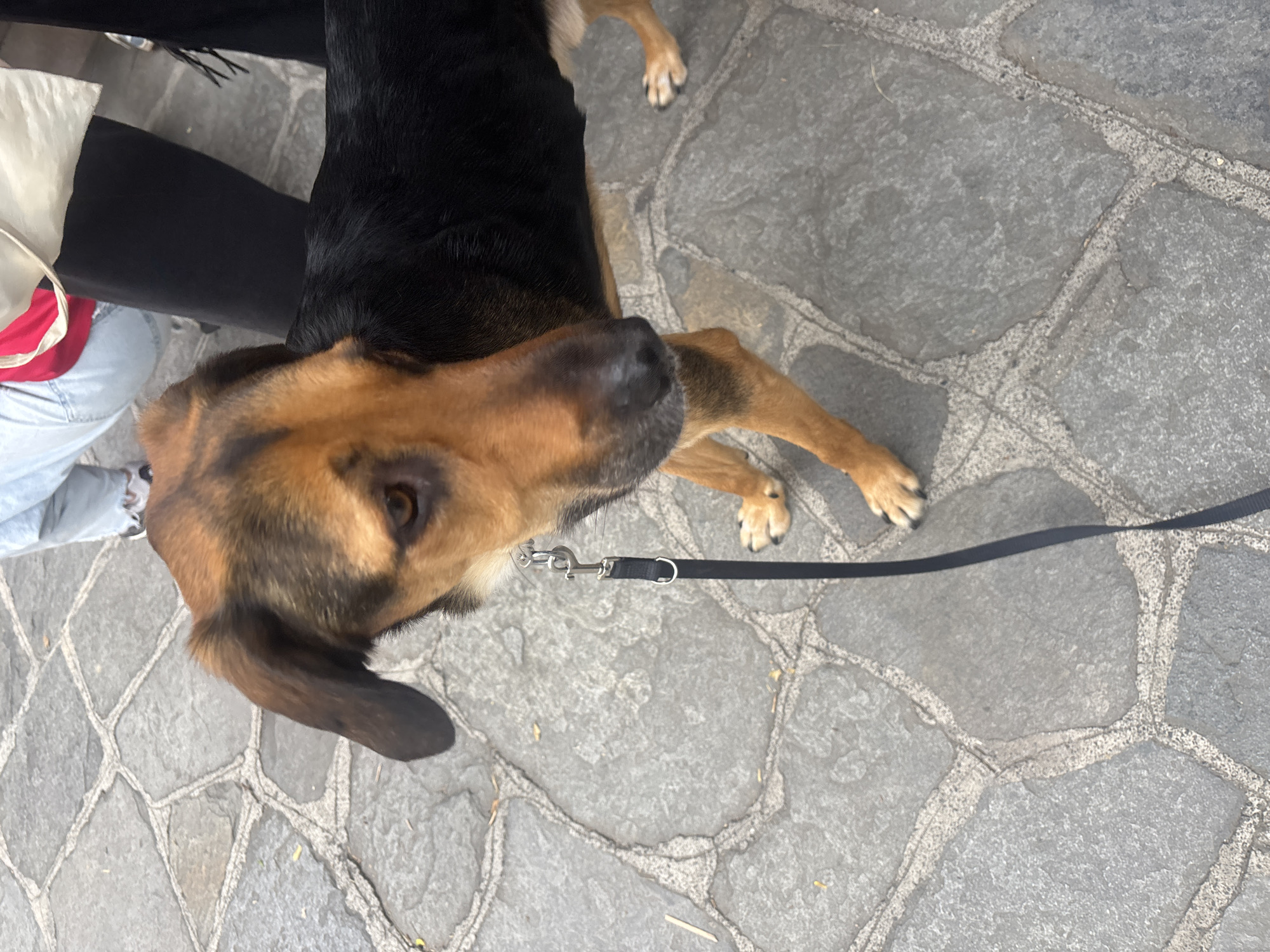 An overhead shot captures a black and tan dog on a leash being walked by a person on a cobblestone street in Plovdiv, Bulgaria. The dog, which appears to be a mix, is the primary subject, with its head and upper body visible. It has a black body with distinctive tan and brown markings on its face, legs, and underbelly, and striking brown eyes. The dog is looking upwards and slightly to its left, possibly at its owner or something off-camera. A black leash is clearly visible, attached to the dog's collar.
The person walking the dog is partially visible on the left side of the frame, wearing light blue jeans, dark clothing, and carrying a white and red bag. The ground beneath them is composed of large, irregularly shaped grey cobblestones, typical of historical city streets, with lighter-colored grout lines defining the patterns. The natural lighting suggests it is daytime, under fair weather conditions. No specific activity beyond walking is evident, and the dog's expression appears neutral or slightly curious. There is no visible text within the image.