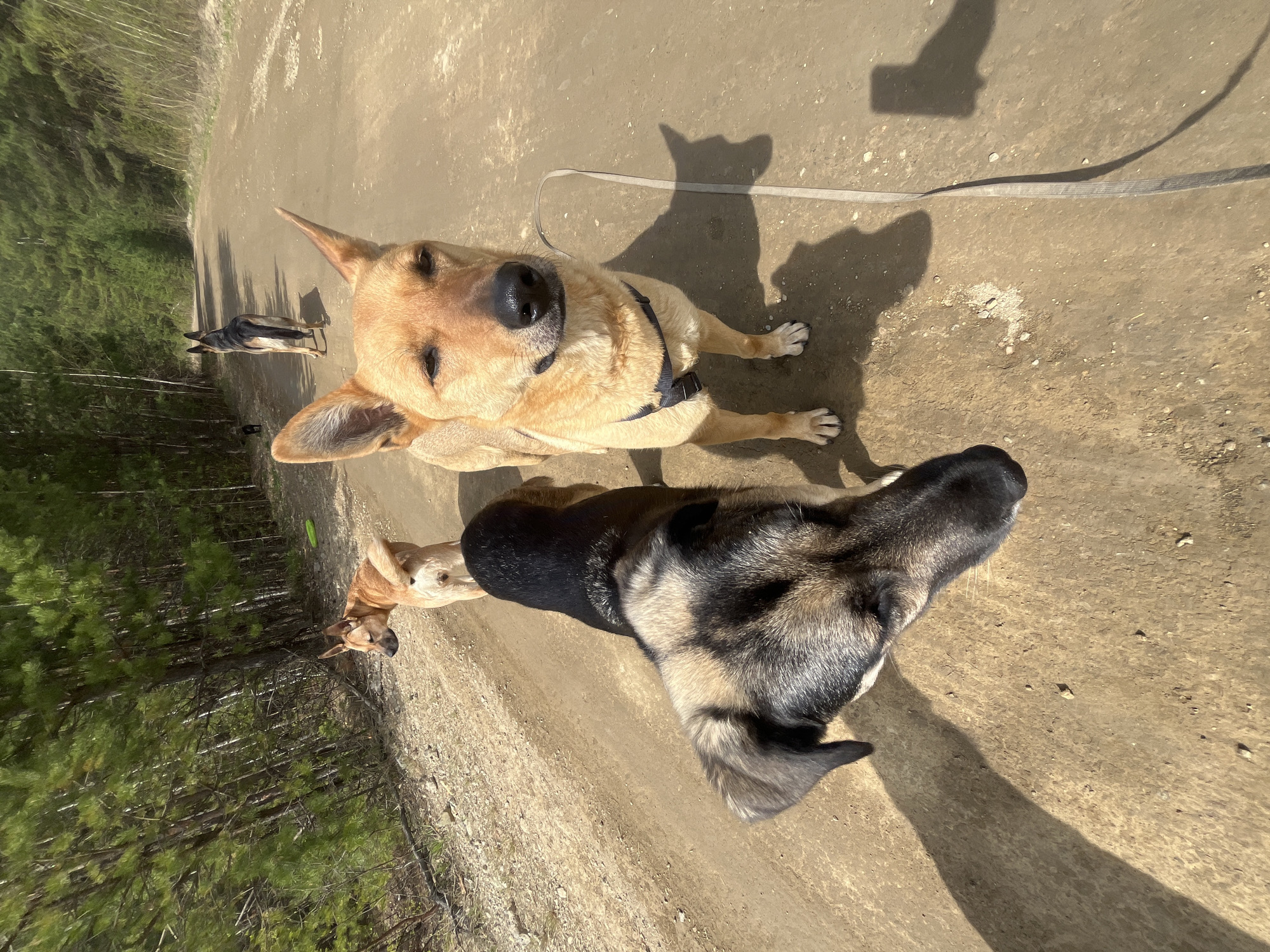 The image shows a sunny outdoor scene with a dirt path and several dogs. Two dogs are in the foreground: one is a tan dog wearing a harness and looking directly at the camera, and the other is a black and gray dog, with only its head and neck visible, angled away from the camera. In the background, partially obscured by trees, two more dogs can be seen further down the path. The environment includes trees along the side of the path, suggesting a wooded or park area. A leash is visible extending away from the tan dog. There are shadows cast by the dogs and a person (presumably the photographer) on the path. There is no indication this is in the city of Nizhny Tagil, Russia.