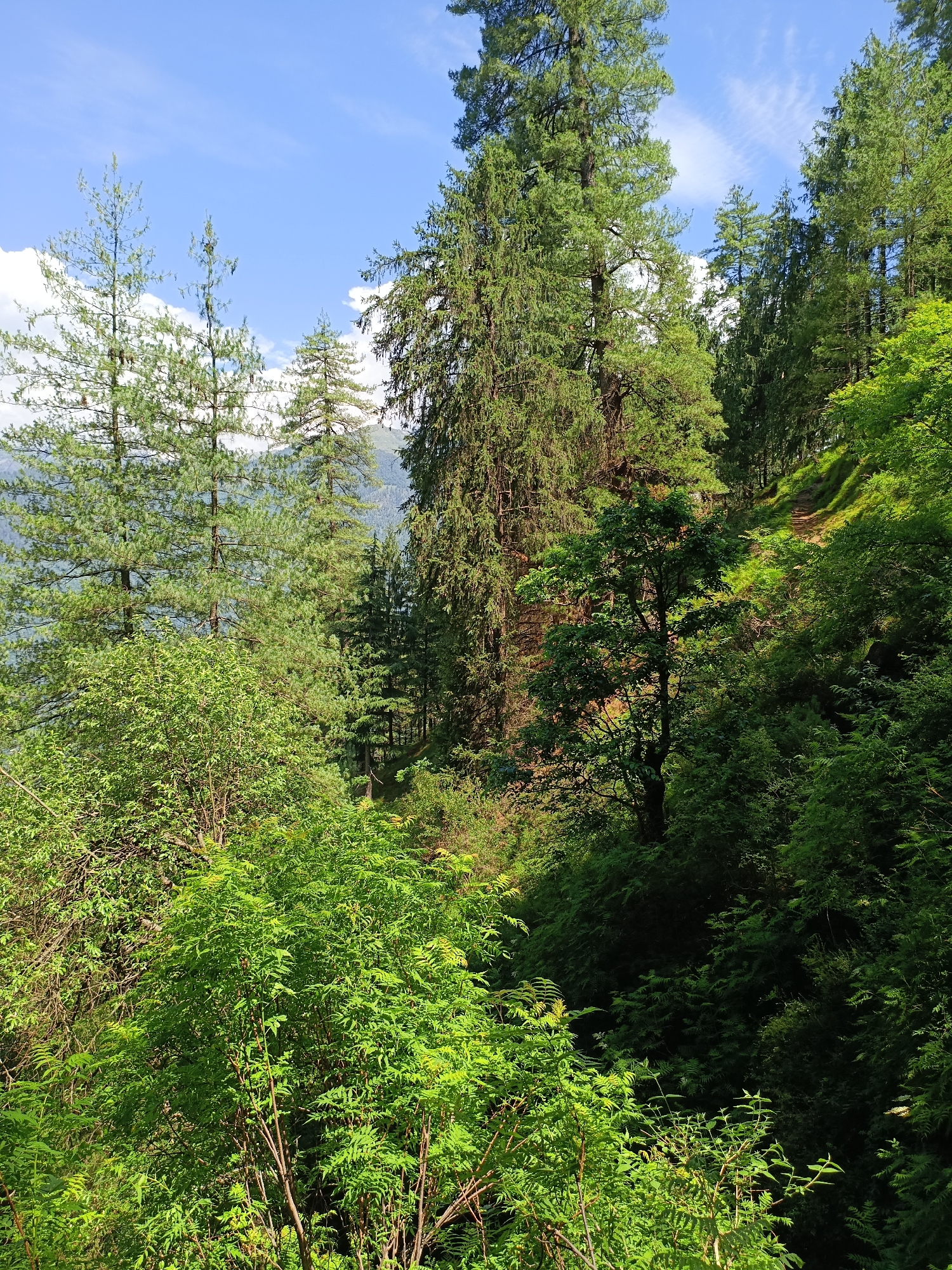 The image depicts a lush, verdant forest scene with tall coniferous trees dominating the landscape. The trees are a mix of species, with some having a slender, upright form and others appearing broader and more mature. The forest floor is covered in dense undergrowth, with various shades of green foliage creating a rich tapestry. Sunlight filters through the canopy, casting dappled shadows and illuminating parts of the scene. In the background, distant mountains can be seen, suggesting a mountainous or hilly terrain. The sky is a bright blue with a few scattered white clouds. The overall impression is one of a natural, untamed environment, likely a forest reserve or national park. The location is identified as Sarsai, India, a region known for its picturesque natural beauty and mountainous topography.