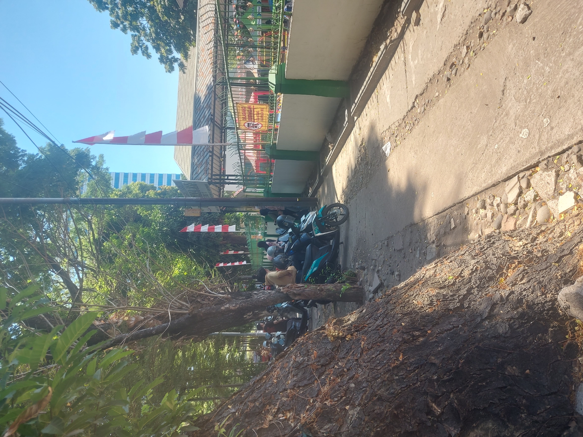 The image depicts a street scene in Makassar, Indonesia, on a sunny day. In the foreground on the left, a large, gnarled tree trunk with dark, rough bark dominates the frame. To the right of the tree, a concrete pathway runs alongside a road where several motorcycles are parked. People, some wearing helmets, are seen standing near or on the motorcycles. The pathway is bordered by a low, light-colored wall with green pillars and a metal fence. Beyond the fence, a building with a tiled roof is visible, along with a tall, modern building in the distance. Indonesian flags, red and white, are displayed on poles, some fluttering in the breeze. The ground is a mix of concrete, gravel, and scattered dry leaves. The overall impression is a functional, everyday urban environment.