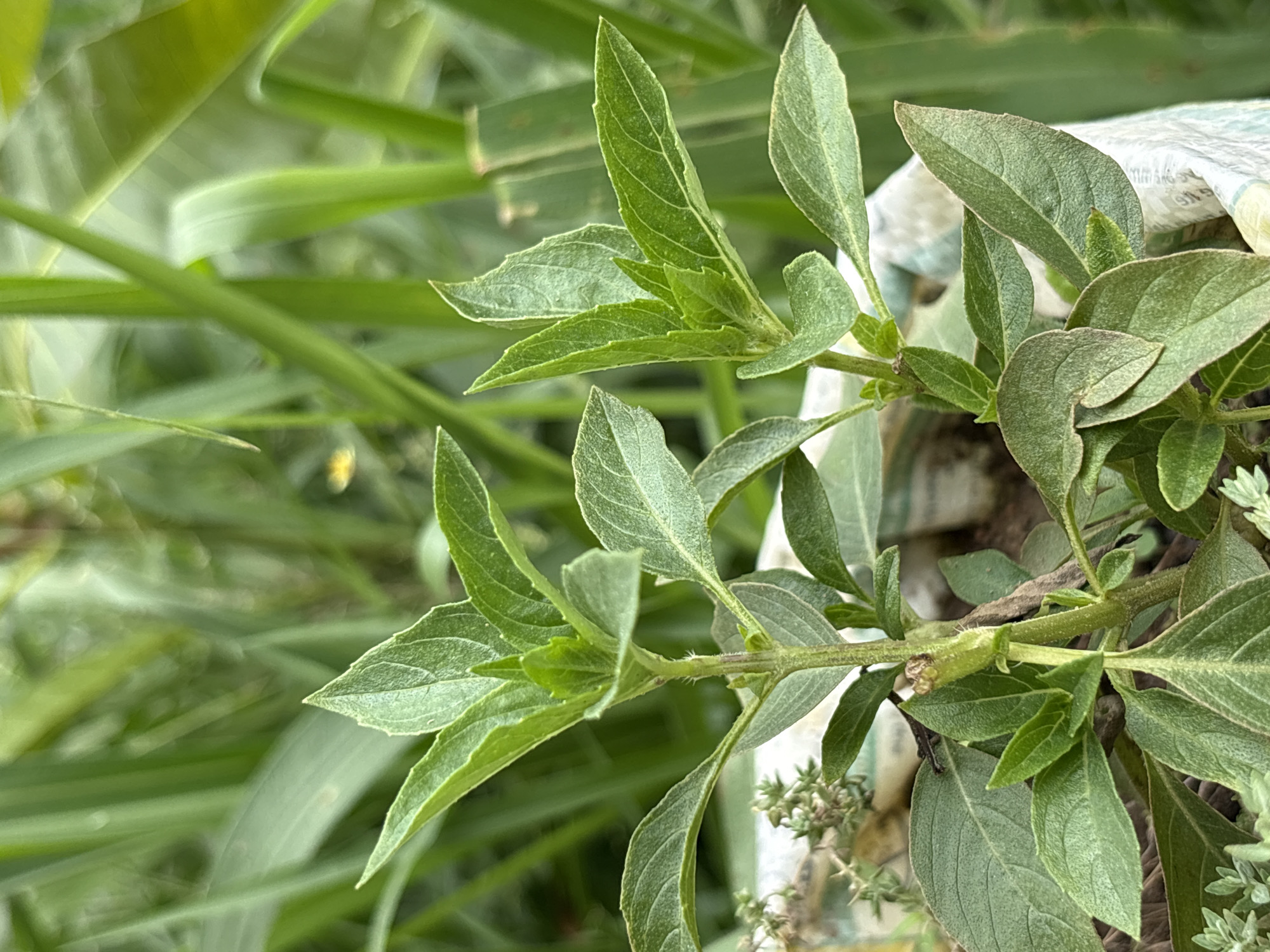 A close-up, vertical shot shows two vibrant green plants with pointed leaves. The plant on the left is slightly taller, with its leaves reaching upwards and outwards. The plant on the right mirrors this growth pattern. The leaves have a slightly textured surface and prominent veins. The stems are thin and green, with some fuzzy hairs visible. In the lower left corner, a smaller sprig of thyme with tiny green leaves is visible. The plants are situated in a white bag, with a patterned edge visible. The background is a blur of green foliage, suggesting an outdoor setting. There is no indication of people or specific actions taking place. The scene is visually calm and natural. The location in Lugbe, Nigeria is not discernable from the image itself.