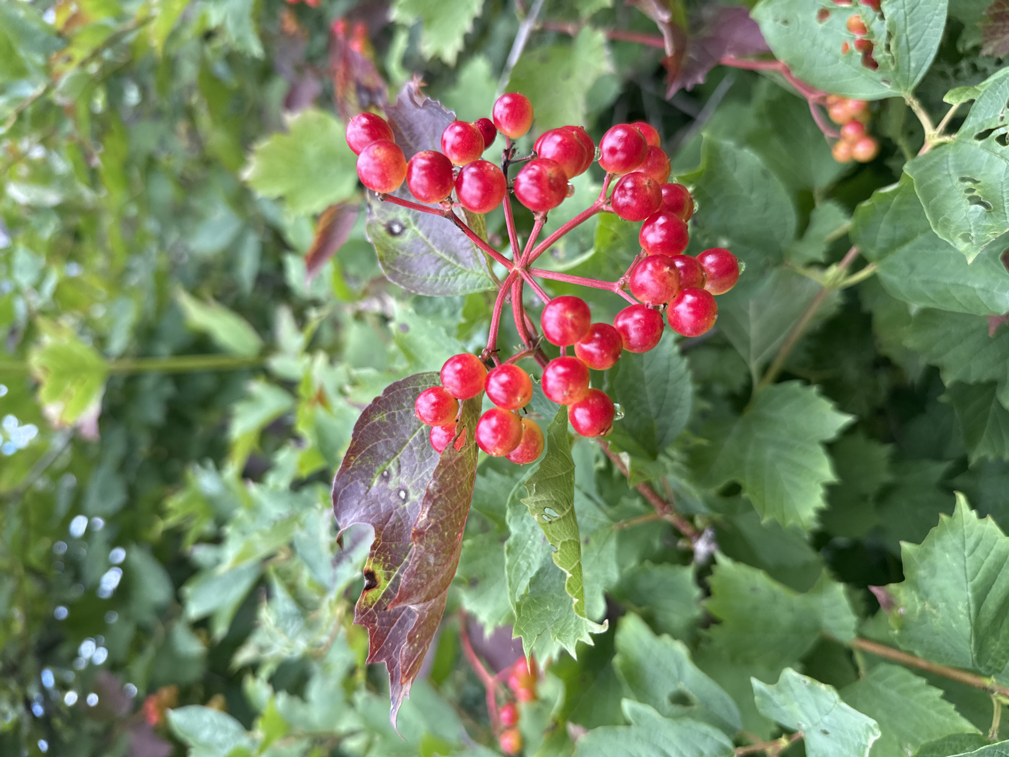 A close-up, eye-level, outdoor shot focuses on a cluster of bright red berries attached to a reddish stem against a backdrop of lush green leaves and some reddish-brown leaves. A few water droplets cling to the berries. The berries are round and glossy, with some appearing slightly translucent. In the background, out-of-focus green foliage creates a soft, natural setting. The lighting appears to be natural daylight, casting gentle shadows and highlighting the vibrant colors of the berries and leaves. The scene captures a detail of the natural environment within or near the city of Pupyshevo, Russia, suggesting a natural setting such as a park, garden, or wild area. There are no people or animals visible in the frame. The image is sharp and detailed in the foreground, with a gradual softening of focus towards the background, creating a sense of depth.