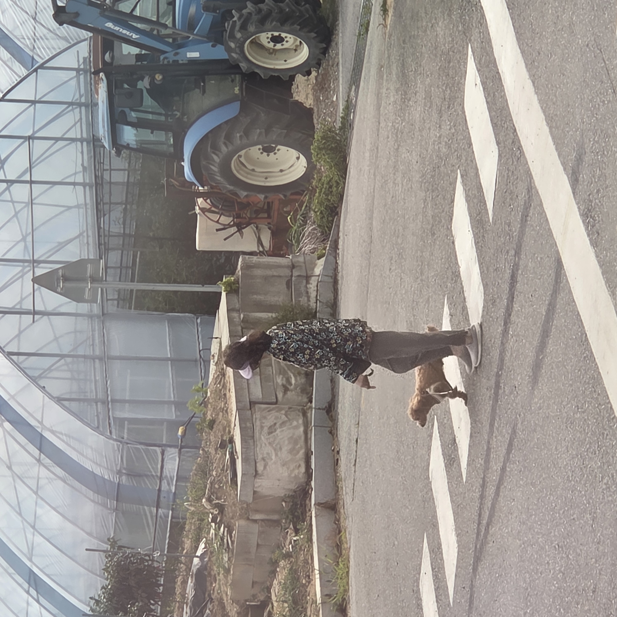A woman wearing a floral print jacket and dark pants is walking her brown dog across a crosswalk in Dunnae-myeon, South Korea. The dog, a medium-sized breed, is on a leash. In the background, a blue tractor is parked near a large greenhouse structure. The scene appears to be outdoors on a paved road with a crosswalk. The environment suggests an agricultural or rural setting.