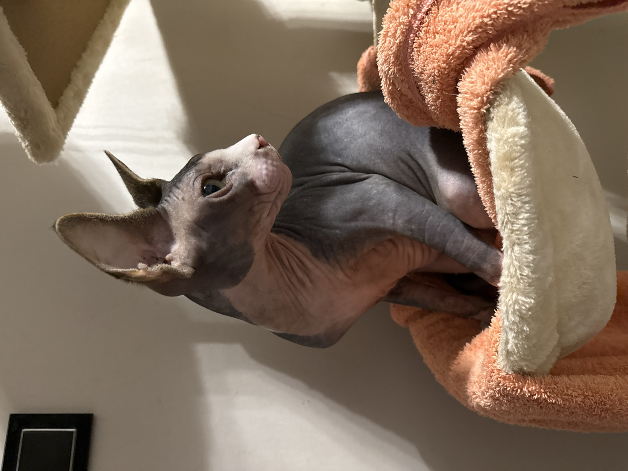 A gray and pink Sphynx cat is resting in a cat hammock. The hammock has a fuzzy, peach-colored exterior and a white interior lining. The cat is positioned with its head facing upwards and to the left, looking slightly upwards. The cat's right ear is prominent. The background is a light beige wall. A portion of a cream-colored, triangle-shaped cat bed is visible in the upper left corner. A black framed object, possibly a photo frame, is partially visible in the lower left corner. The location is not determinable.