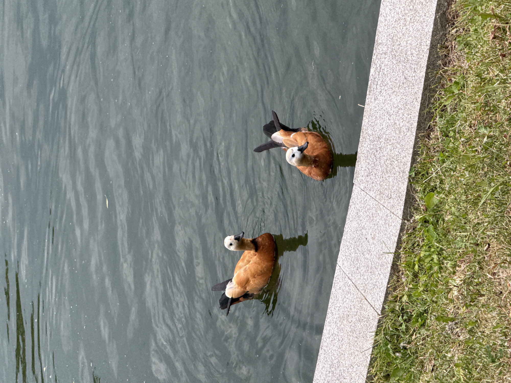 Two Ruddy Shelducks are swimming in a body of water. One duck is positioned to the left of the frame, while the other is slightly to the right and closer to the foreground. The ducks have orange-brown bodies, black tails, and white heads with black eye patches and bills. They are swimming in dark green water with gentle ripples. In the foreground, there is a granite border and a strip of grass. The scene appears to be in a park or natural area, possibly within the city of Moscow, Russia, given the context of the image.