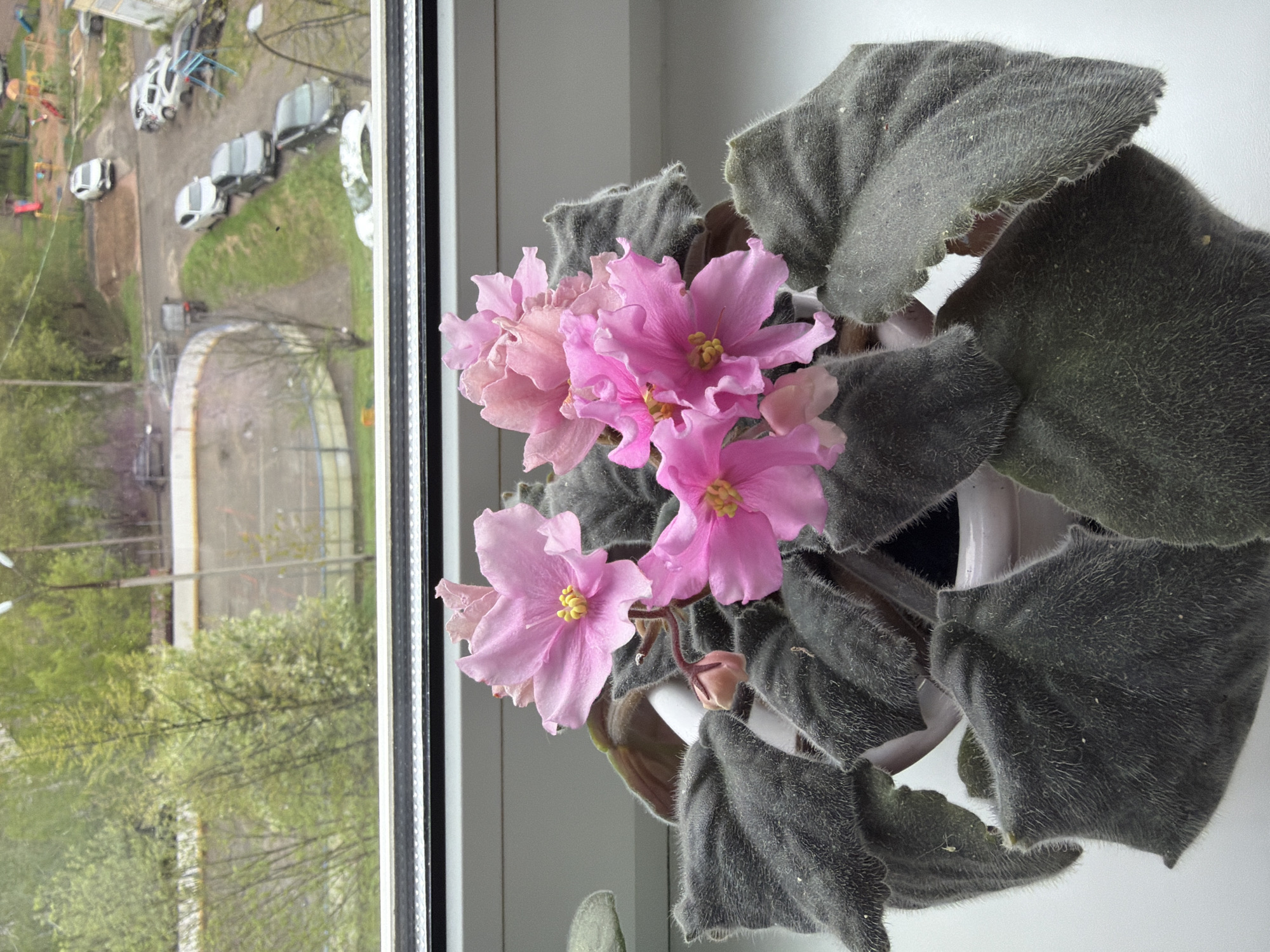 The image shows a pink African violet plant in a white pot, positioned on a windowsill. Outside the window, a cityscape is visible, including buildings, trees, and cars. The playground is located in the city of Izhevsk, Russia. The scene is observed from an elevated position. The plant is in focus, while the cityscape appears slightly blurred through the window.