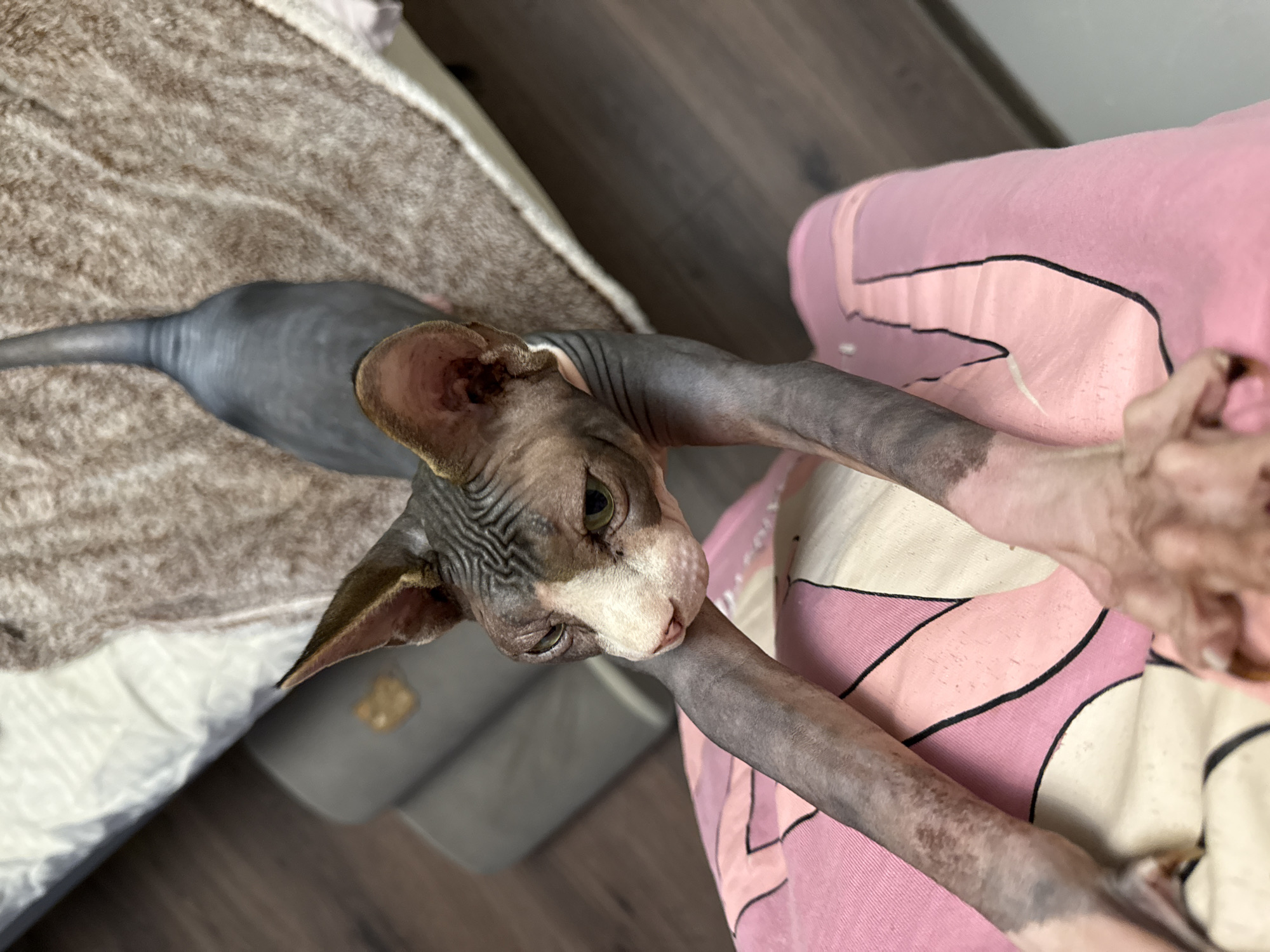A hairless Sphynx cat, exhibiting a mottled dark grey and light pink skin pattern with prominent facial wrinkles and green eyes, extends its front paws onto a person's lap, which is covered by a pink garment with black graphic outlines. The cat's head is slightly raised, gazing forward. Its slender body and tail stretch onto a textured brown blanket covering a bed or elevated surface in the background. To the left, a dark wooden floor and a grey upholstered furniture item with a golden emblem are visible. The scene is located in Berezyna, Ukraine.