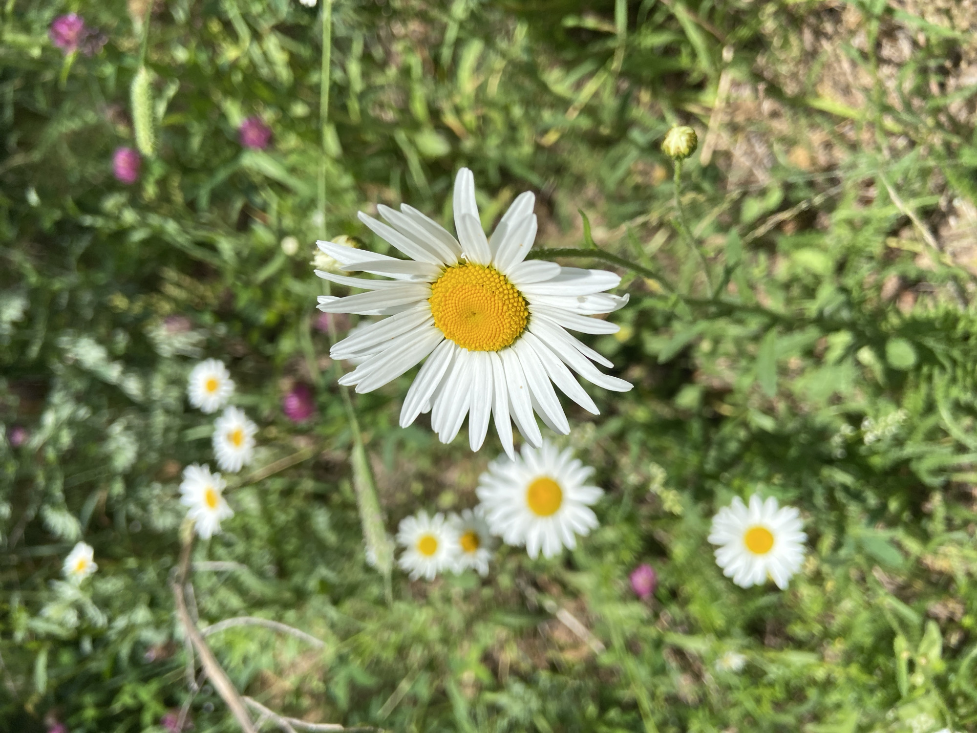 A close-up, eye-level shot captures a cluster of daisies in a natural, outdoor setting. The primary focus is on a large daisy in the foreground, with its white petals radiating from a bright yellow center. Several other daisies, varying in size and clarity due to depth of field, are scattered throughout the background. The surrounding environment is characterized by lush green grass, interspersed with hints of other wildflowers, some appearing as small pink or purple dots. A thin, brown twig or stem cuts diagonally across the upper left portion of the frame. The lighting suggests a bright, sunny day, casting soft shadows and highlighting the vibrant colors of the flowers and foliage. The image does not contain any people or evidence of human activity, suggesting a natural habitat or garden. The location is specified as Прикамский, Russia, implying a specific geographical context for this natural scene.