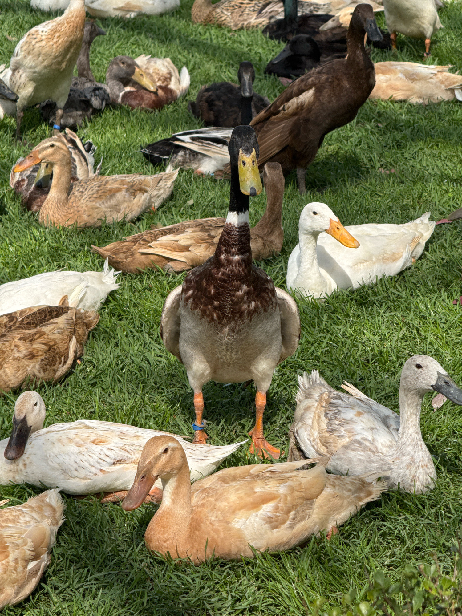 A flock of domestic ducks are gathered on a bright green lawn under a sunny sky. The ducks are of various breeds and colors, including brown, white, and mottled patterns. Some are standing, while others are resting on the grass. The scene appears to be a domestic setting, possibly a backyard or park, and there is no indication of the location being in Macassar, South Africa. The image is clear and well-lit, showing the details of the ducks' feathers and the texture of the grass.