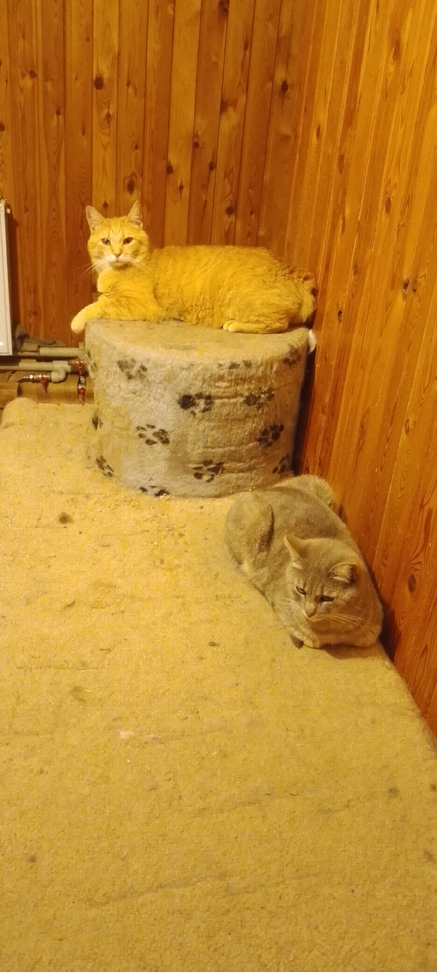 The image shows two cats in an indoor setting with wooden paneling on the walls. One ginger cat is lying on top of a cylindrical object covered in fabric with paw prints. Below and to the right, a grey cat is lying on a yellow carpeted floor. The scene appears to be a domestic environment, possibly a garage or storage area, as suggested by the presence of pipes and valves on the left side of the image. The location is identified as Belgorod, Russia.