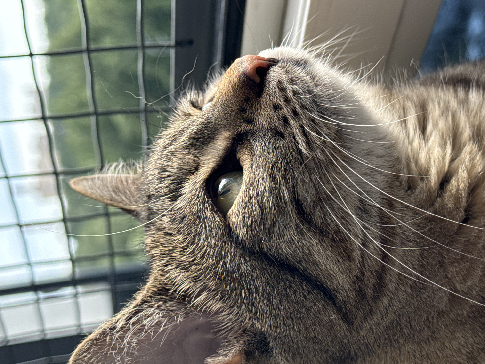 A close-up, profile view of a tabby cat's face shows its green eye, pink nose, and long whiskers. The cat is looking out a window with a black mesh screen in the foreground, which obscures a blurry green outdoor environment. The background suggests an urban setting, but no specific location in Saint Petersburg, Russia, can be determined. The lighting is natural and appears to be daylight, casting shadows on the cat's fur. The image is sharp and focused on the cat's features.
