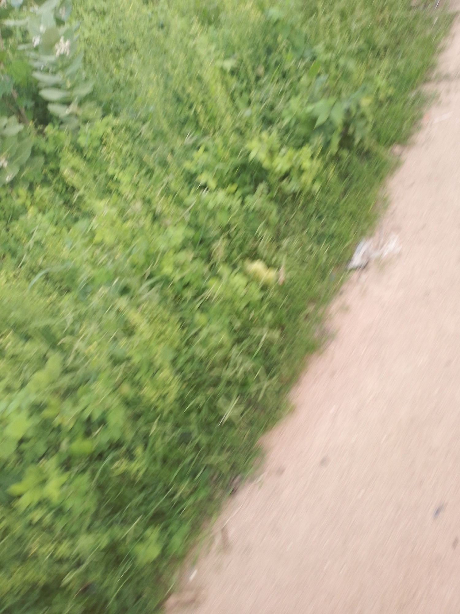 The image captures a blurred, diagonal view of lush green vegetation bordering a light brown, sandy path. The vegetation appears to be grass and possibly some leafy plants, with a few lighter-colored elements suggesting small flowers or seed pods at the upper left. The path occupies the lower right portion of the image, with a small amount of white debris visible on it near the edge of the greenery. The overall impression is an outdoor scene, likely a roadside or a park area, with natural elements dominating the frame. The scene is devoid of people or any discernible human activity. Without further context or clearer details, it is not possible to determine the specific location within Jalingo, Nigeria.