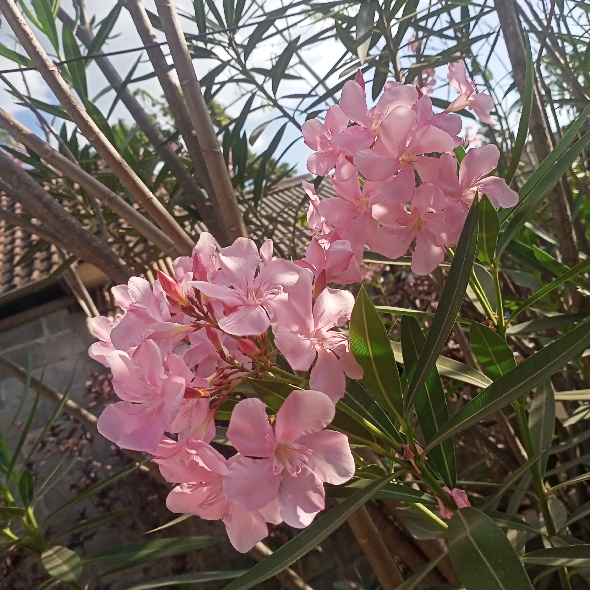 In Kedung Dowo, Indonesia, an outdoor scene features a cluster of delicate pink oleander flowers in full bloom, their petals slightly unfurled and revealing subtle veining. The flowers are positioned on the right side of the frame, with some budding flowers and green leaves interspersed. In the background, a brick wall and a tiled roof suggest a residential area, while the sky is visible through the thin, light-brown branches of the oleander plant. The sunlight casts shadows, creating a natural, sun-drenched ambiance.