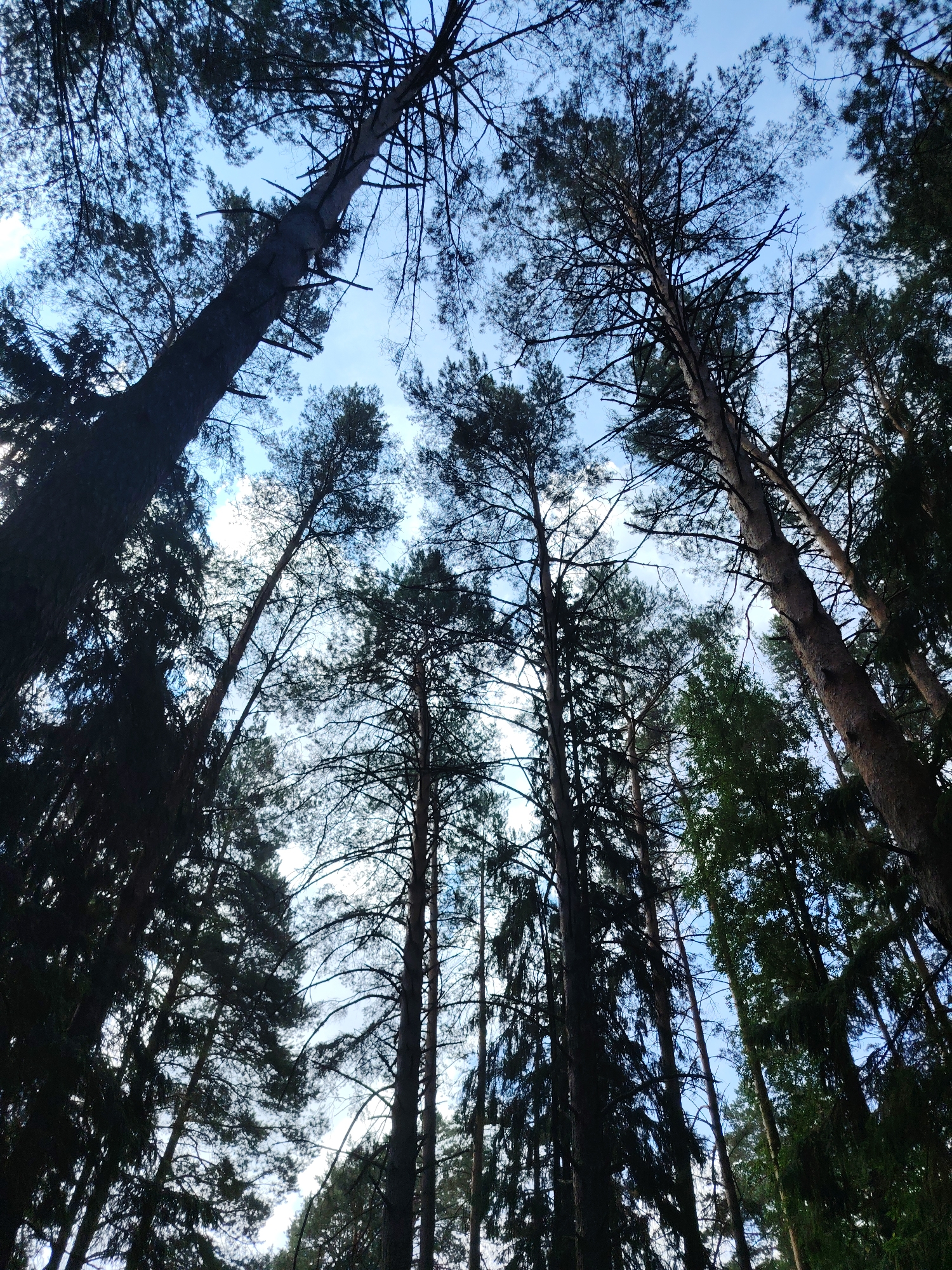 The image captures a low-angle view of a dense forest canopy against a bright sky. Tall, slender trees, primarily pines, dominate the scene, their dark silhouettes creating a stark contrast with the pale blue sky peeking through their branches. Some trees are bare or have sparse foliage, while others are more densely covered in dark green needles. The branches twist and intertwine, forming a complex network overhead. The lighting suggests it is daytime, possibly late afternoon or early morning, as some areas are brightly illuminated by the sun, creating bright spots in the sky, while others are in deep shadow. The overall impression is one of being immersed in nature, looking up from the forest floor. The location is identified as the city of Chaikovsky, Russia. There are no people, animals, or man-made structures visible in the image.