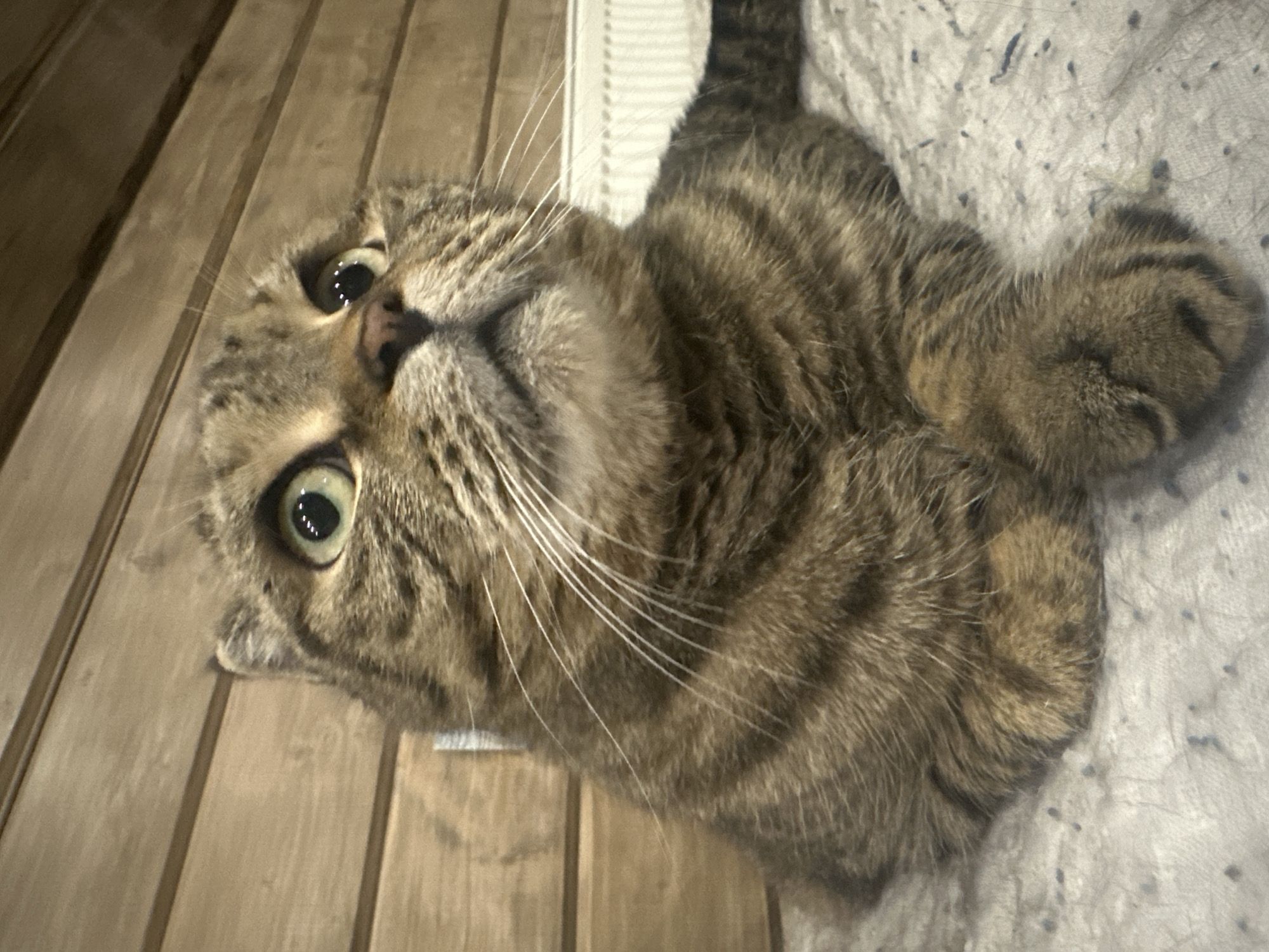In a room with wood-paneled walls, a tabby cat with wide green eyes lies on a textured grey blanket. The cat is positioned in the center of the frame, looking upwards and to the right. Its paws are resting on the blanket, and its tail is visible to the right. In the background, a white radiator is partially visible. The image does not contain any information about the city of Virki, Russia, or any people.
