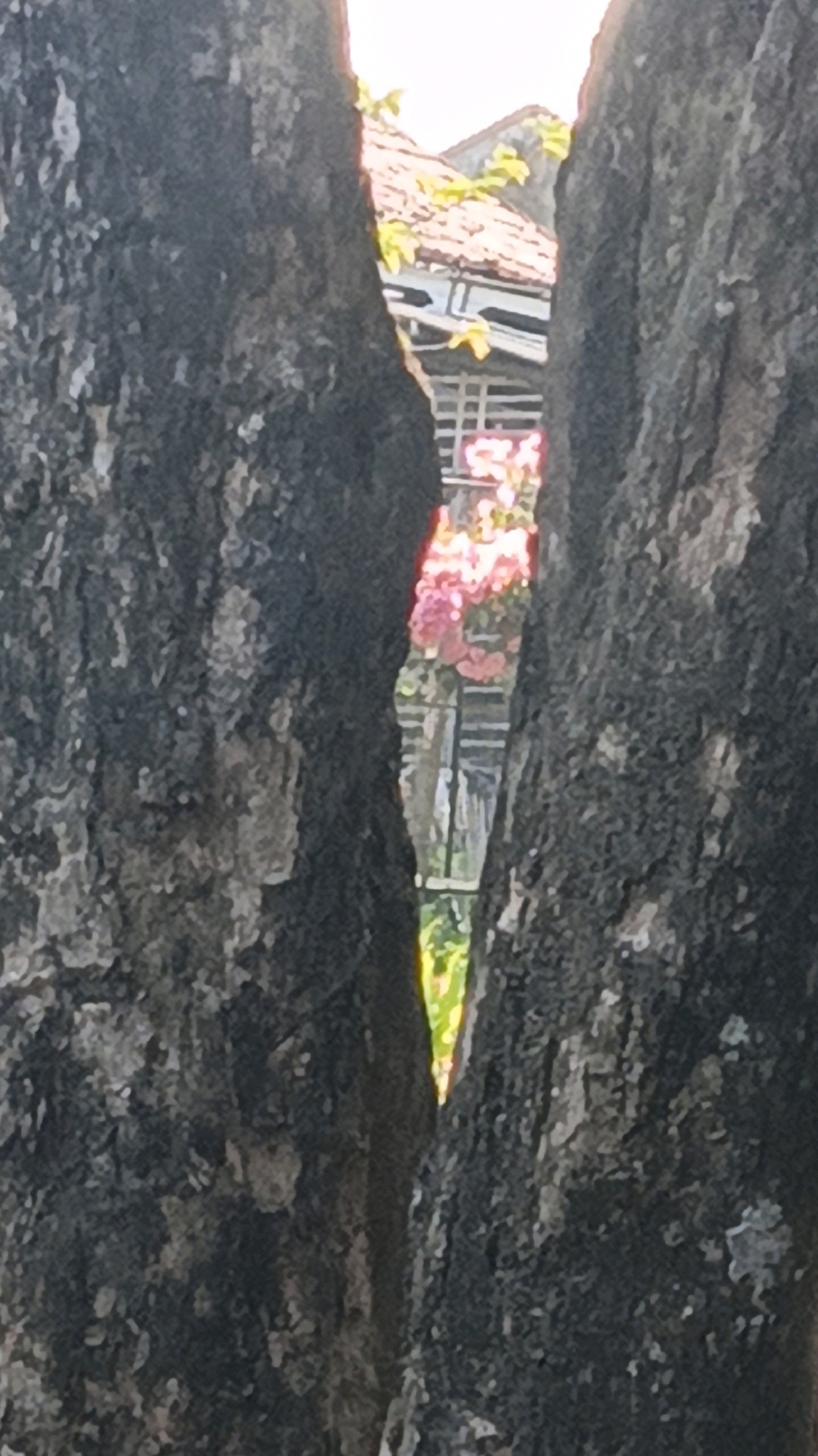 The image displays a narrow vertical gap between two large tree trunks, revealing a glimpse of a tiled roof structure and some pink flowers in the background. The trees are textured and dark, taking up most of the foreground. The background is slightly out of focus, showing architectural elements like window frames and a roof with orange tiles. There is also greenery visible, suggesting an outdoor environment, possibly a garden or courtyard. The lighting indicates it is daytime. The scene is likely a residential area in Cikal, Indonesia, given the architectural style and vegetation. No people are visible in the image.