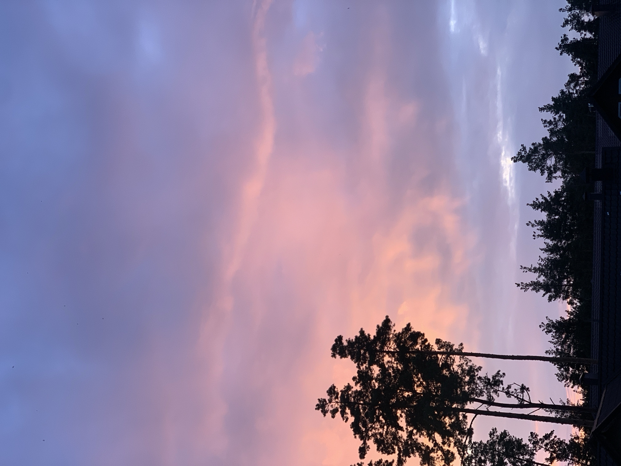 The image depicts a sky with hues of purple and pink, indicative of a sunset or sunrise. Several silhouetted pine trees are visible against the colorful sky, with the tops of some buildings and a line of dark trees forming the lower portion of the frame. There are also a few small dark specks in the sky that could be birds. The location is identified as Hostomel, Ukraine.
