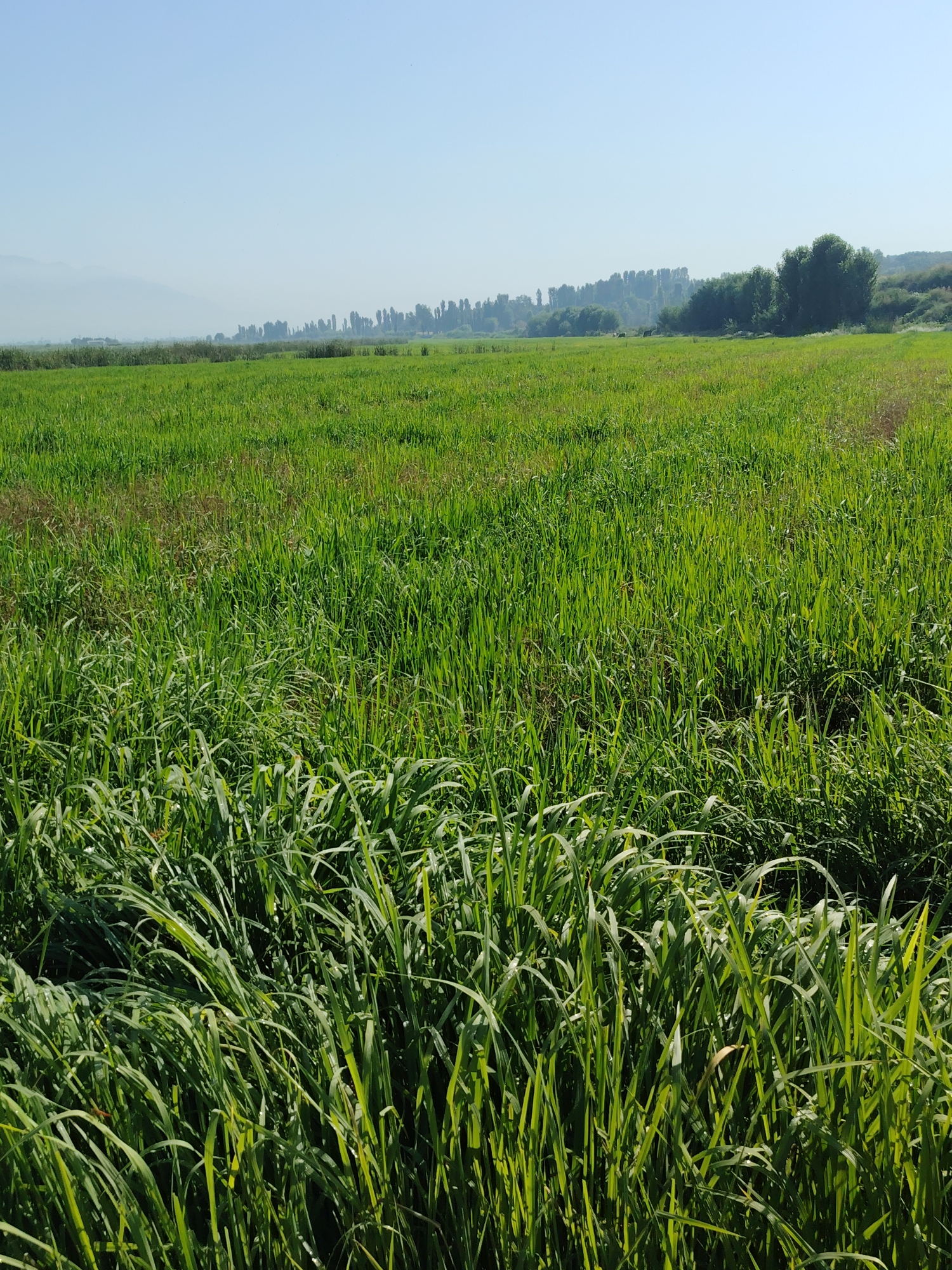 A bright, sunny day is depicted in this image of a vast, green field in Zarkor, Tajikistan. The field is densely covered with tall, vibrant green grass, with some patches appearing dry and reddish-brown. In the background, a line of trees marks the horizon, with a hazy mountain range visible beyond them. The sky is a clear, pale blue. There are no people or animals visible in the frame. The foreground is dominated by a thick growth of grass, suggesting it is a natural or agricultural landscape.
