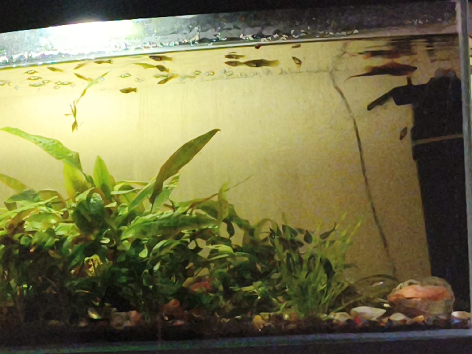The image depicts a freshwater aquarium, likely a home aquarium given its size and contents. The main subjects are numerous small fish swimming in the water, along with lush green aquatic plants that fill a significant portion of the tank's foreground. The background is a textured, pale yellow wall.
Several small, brightly colored fish, possibly guppies or similar species, are visible swimming near the surface and throughout the water. Some are a light yellow or tan, while others appear darker, possibly with red or black markings. The aquatic plants are dense and varied in shape and size, with some having long, slender leaves and others more broad and leafy. At the bottom of the tank, there are pebbles and a decorative rock with an orange hue.
The lighting in the aquarium suggests it's either daytime or the aquarium lights are on. The overall impression is that of a healthy, active aquarium ecosystem. There are no people visible in the image. The setting is clearly indoors, within a home or similar environment where an aquarium would be maintained. No text is visible in the image. The location context of Segezha, Russia, is external information and not deducible from the image itself.
