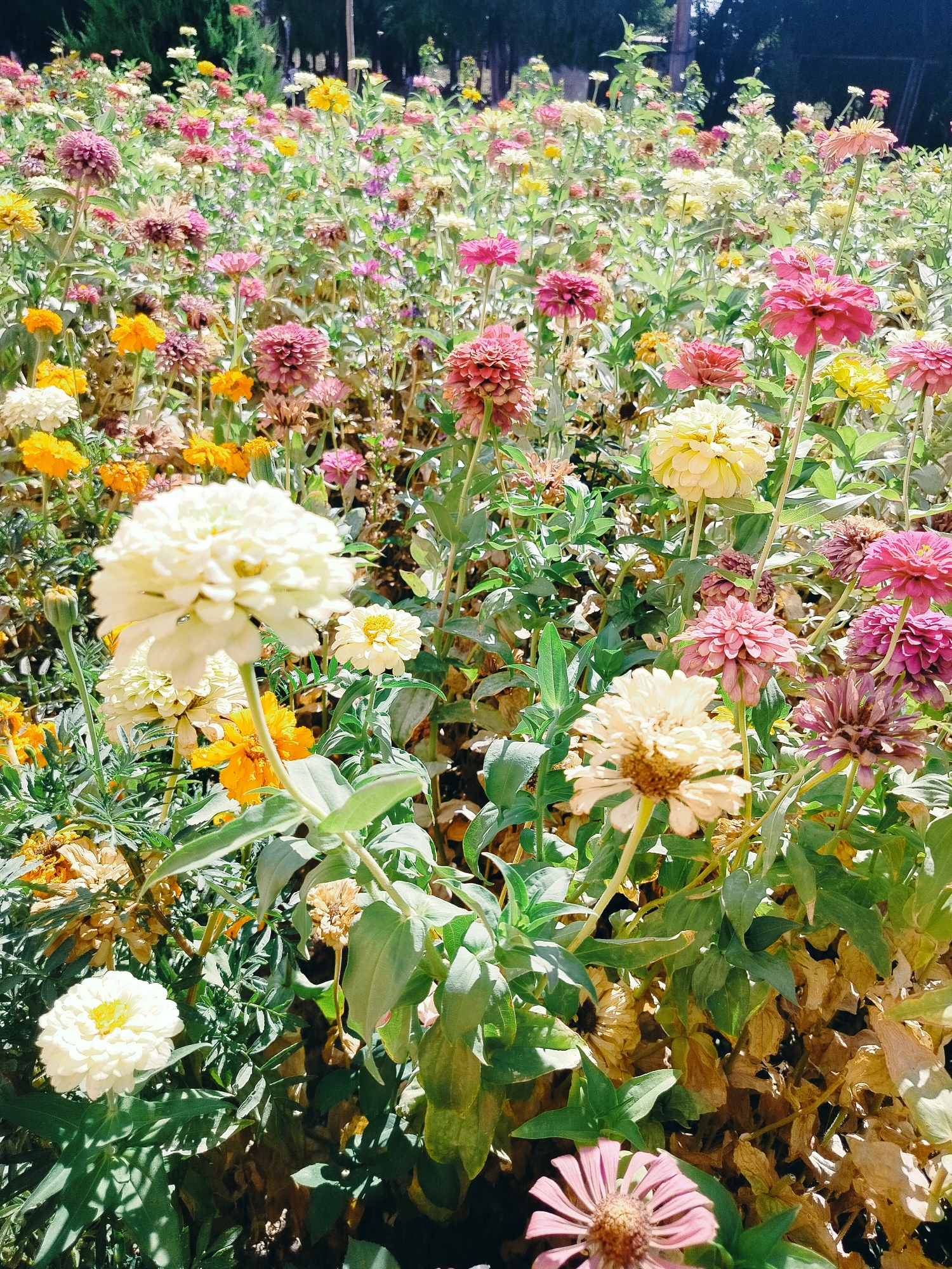 The image displays a dense field of Zinnia flowers in various stages of bloom and some wilting, with predominantly pink, white, yellow, and orange hues. The flowers are closely packed, with green foliage forming a backdrop. Sunlight filters through the scene, creating highlights and shadows. The background shows a blurred view of dark trees and possibly a fence. The setting appears to be an outdoor garden or park. The location is identified as Көлкент, Kazakhstan. There are no people or animals visible in the image. The focus is solely on the vibrant floral arrangement.