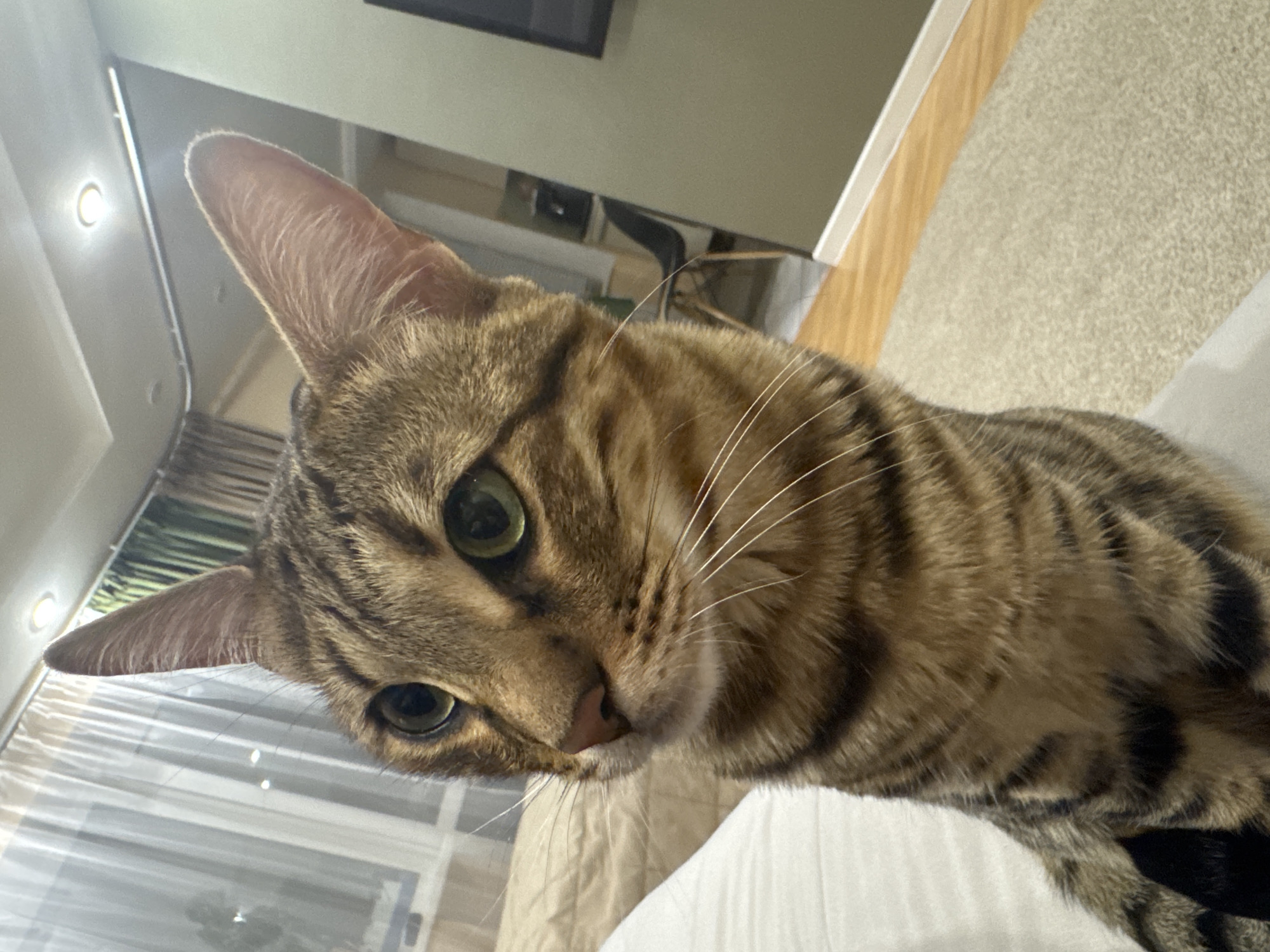 The image displays a close-up of a short-haired domestic cat in an indoor setting, located in Votkinsk, Russia. The cat possesses a tan and brown tabby pattern with distinct dark stripes and spots, characteristic of a Bengal or similar breed. Its head is turned slightly to the left, revealing bright green eyes, a pink nose, and prominent white whiskers. Both pointed ears are erect. The cat is positioned on a white, possibly fabric, surface in the foreground.
The background on the left features a window draped with sheer white curtains, through which faint external reflections or lights are visible. A light brown quilted comforter or blanket is partially visible behind the cat. The right side of the background reveals a wall painted in a muted olive-green or grayish-green hue, displaying a dark, rectangular object, potentially a television or framed art. Below this wall, light-toned wooden flooring transitions into a beige area rug. Further back, a dark chair with light wooden legs and a dark appliance are partially visible in what appears to be an adjoining space. The ceiling is white with a visible illuminated circular recessed light fixture.