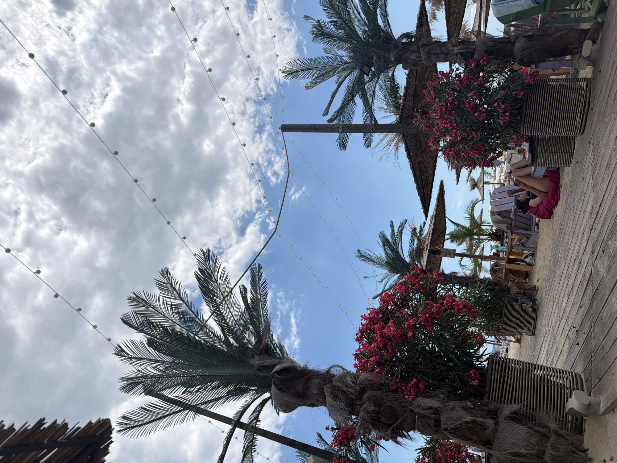 This image captures a vibrant outdoor scene at a beachside establishment in Varna, Bulgaria. The foreground features a weathered wooden boardwalk with sand scattered across it. Two large potted palm trees, adorned with bright pink flowers, stand prominently on the boardwalk. In the mid-ground, a woman is seen relaxing on a pink towel, holding a phone, and appears to be sunbathing. Beyond her, several patrons are seated at tables under straw-covered umbrellas, suggesting a dining or lounging area. The background reveals a sandy beach with more umbrellas and palm trees, and the calm sea under a partly cloudy sky. String lights are visible across the top of the frame, adding to the relaxed atmosphere of a beach resort.